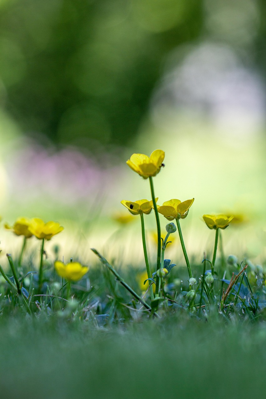 Meadow Buttercup Flower Ranunculus