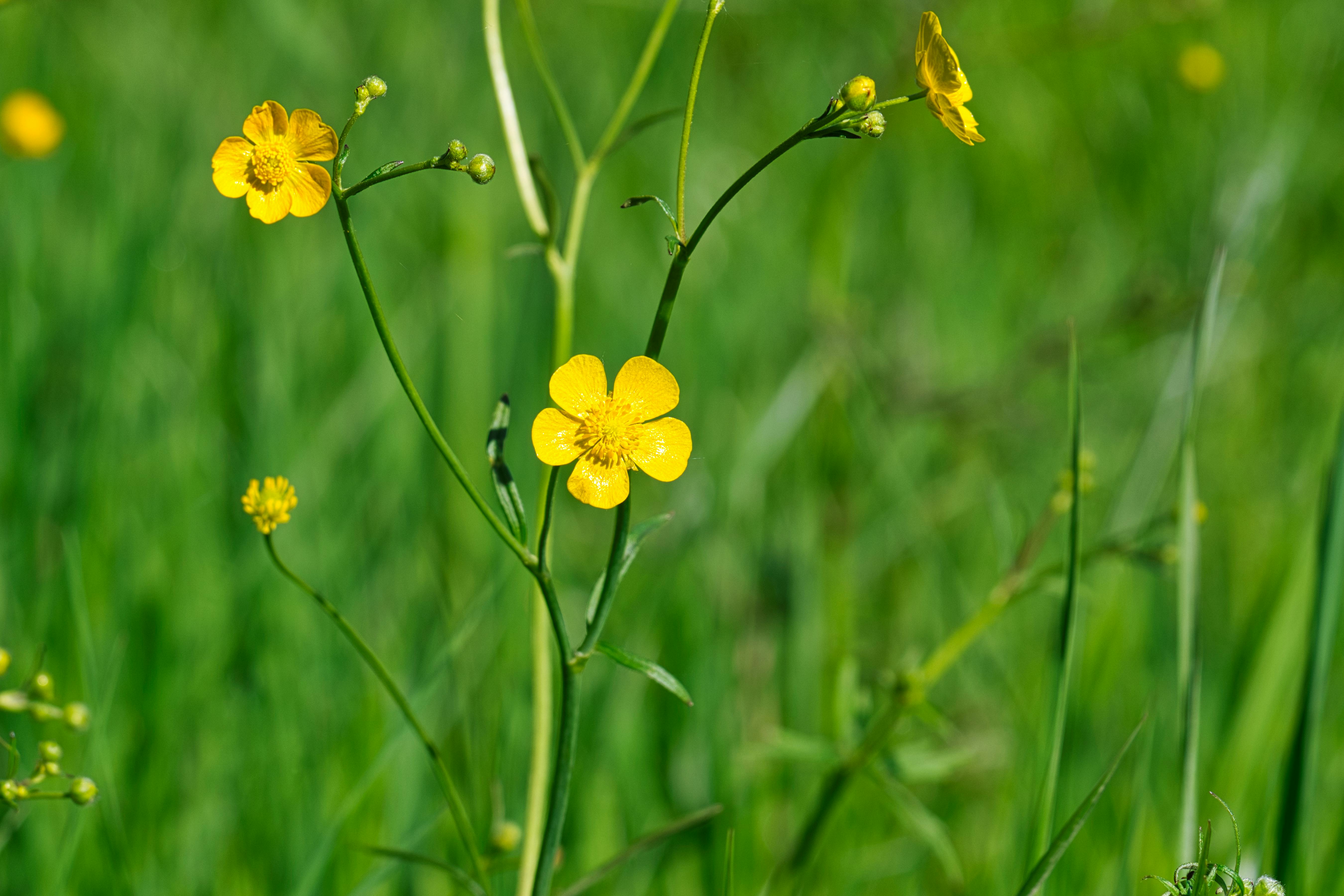 Close Up Of Buttercup Flowers On A