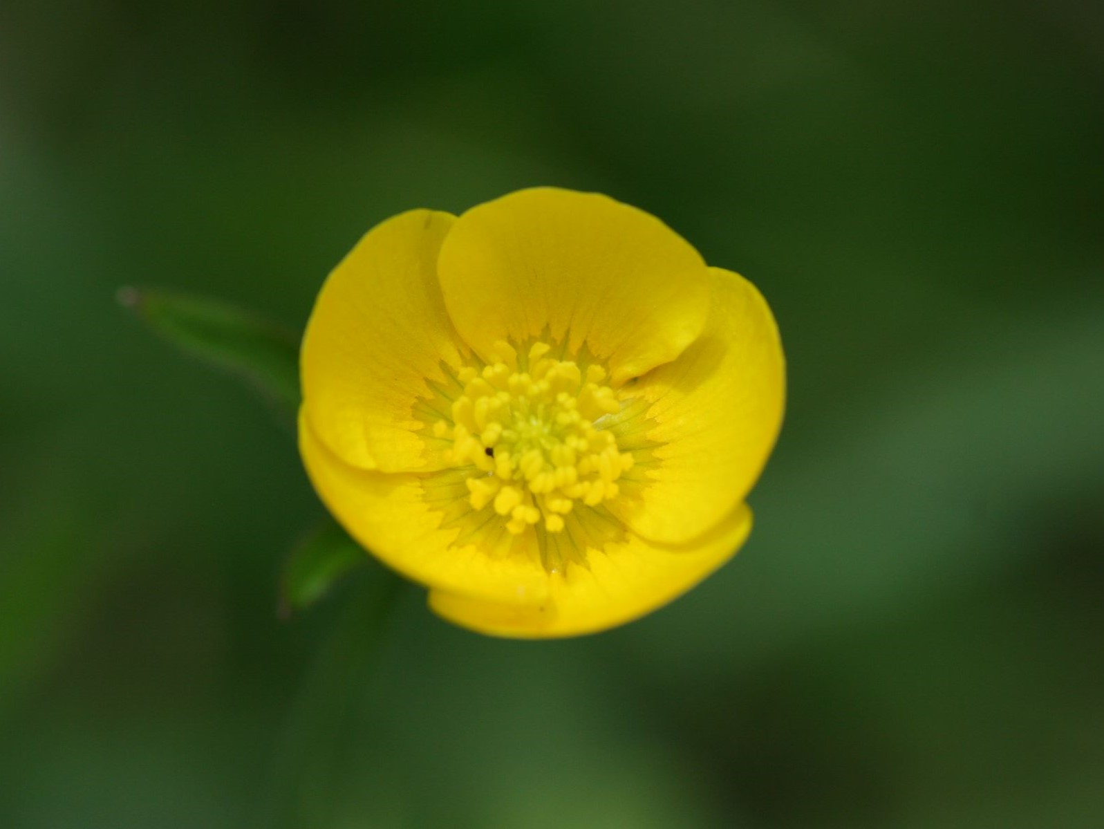 Creeping Buttercup