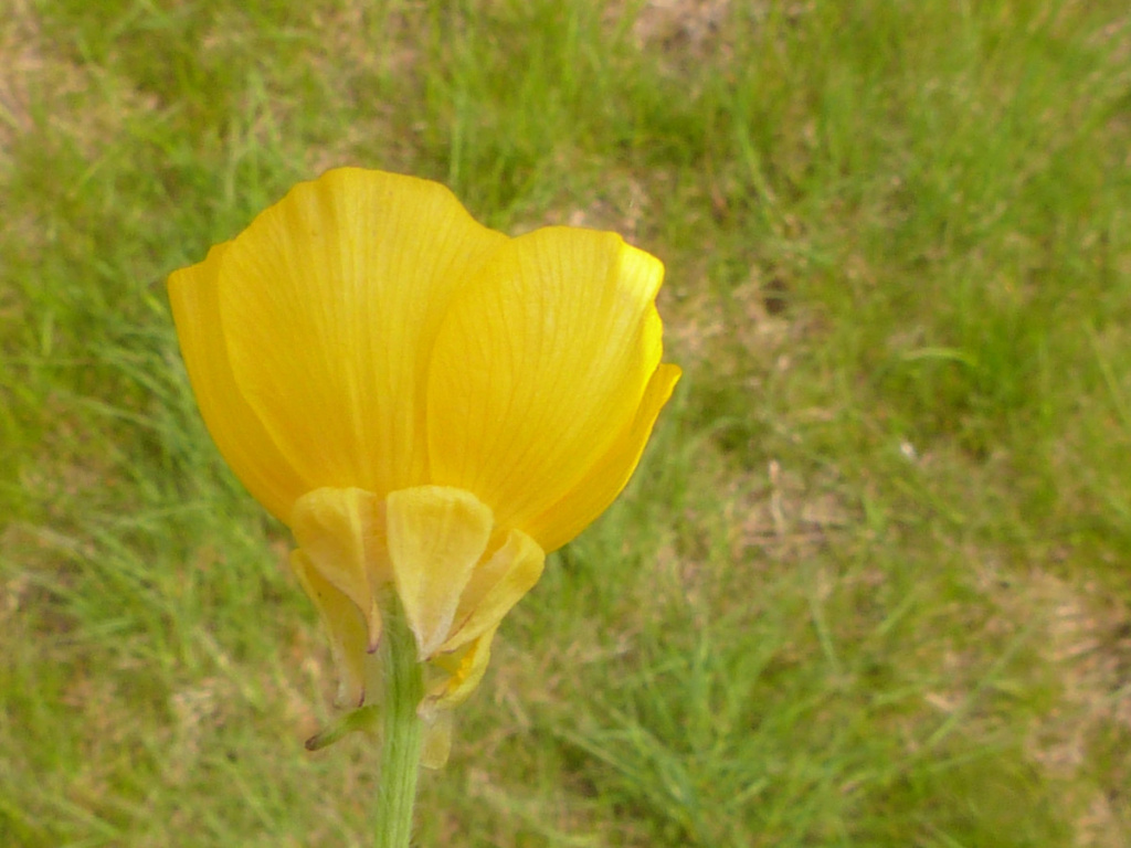 Bulbous Buttercup