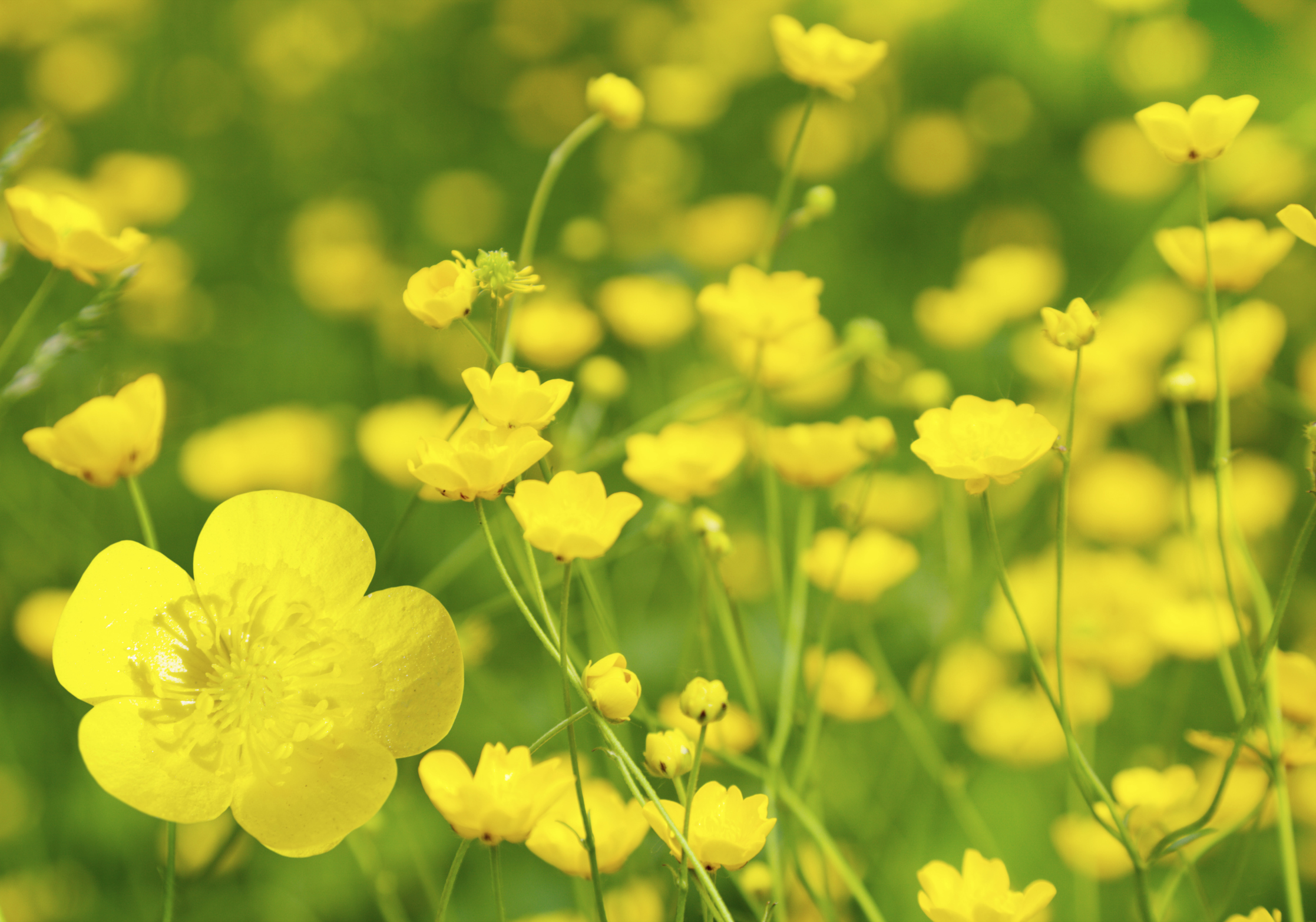 Talking Weeds: Buttercup