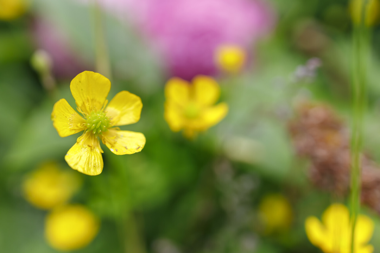 Bulbous Buttercup Ranunculus bulbosus