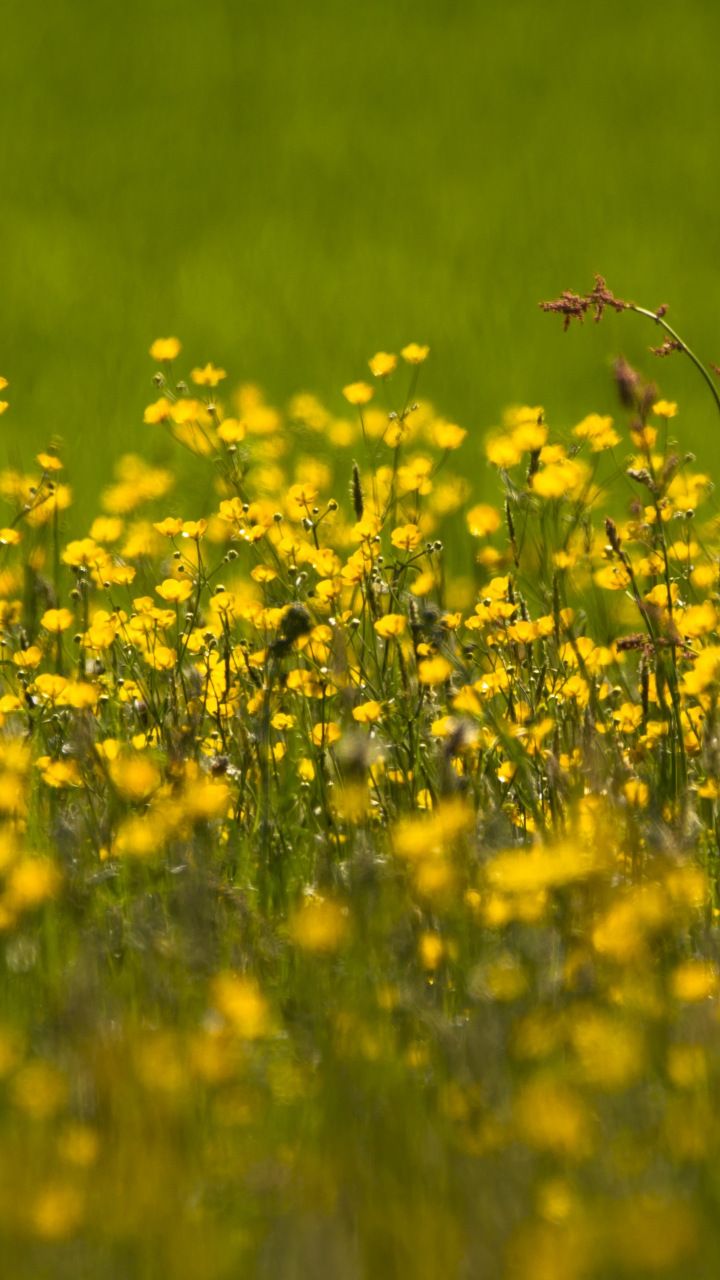 yellow, meadow, plants, 720x1280 wallpaper