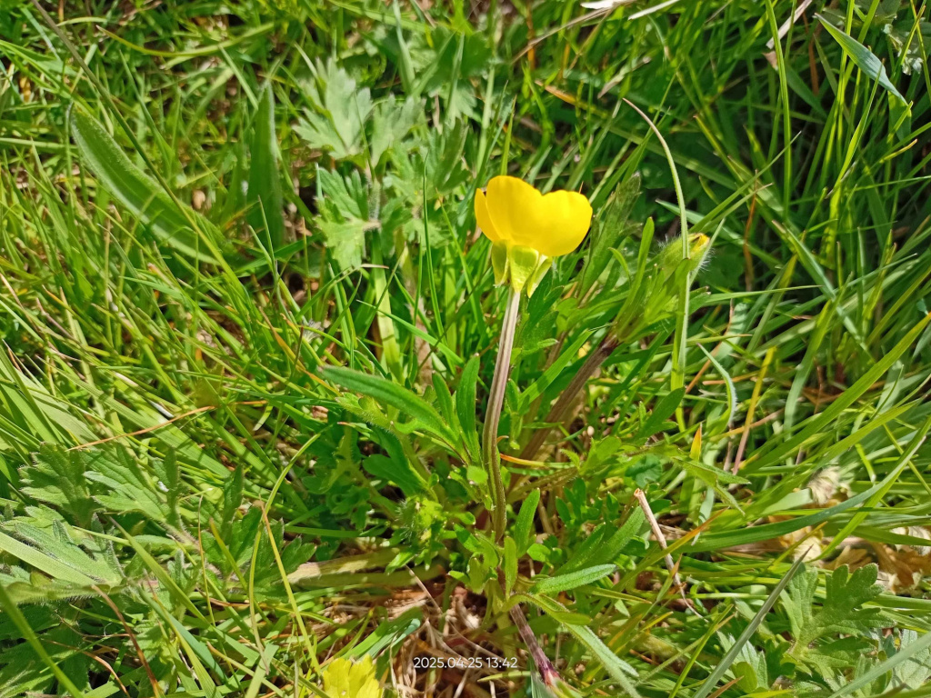Bulbous Buttercup