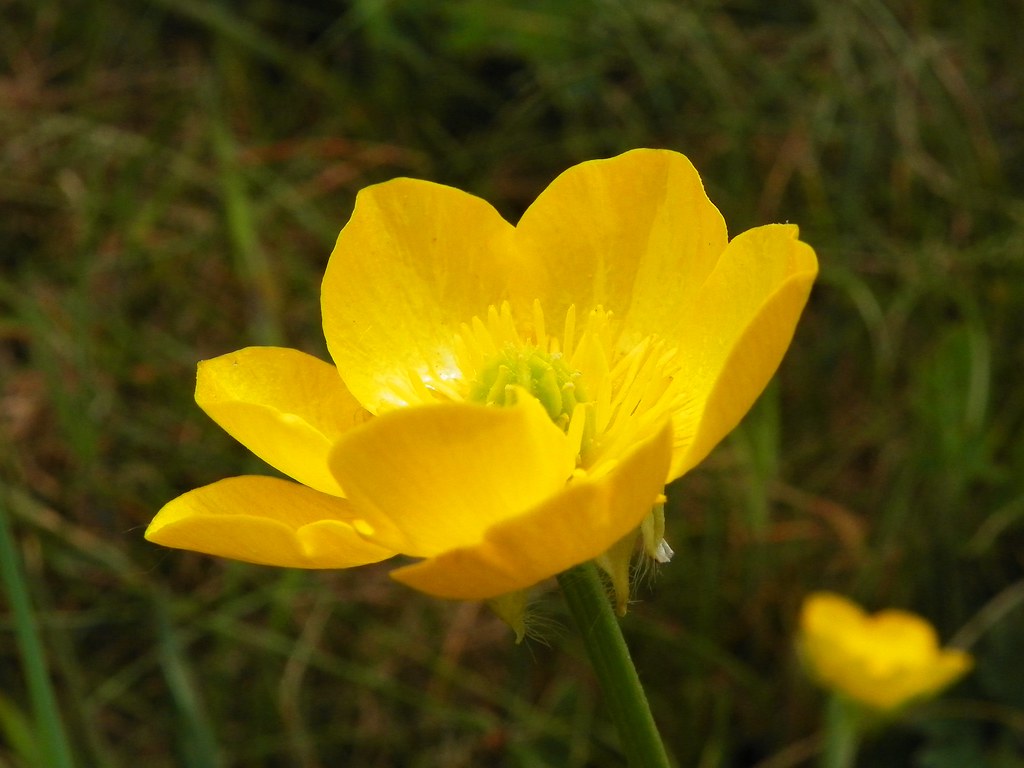 Bulbous Buttercup Ranunculus bulbosus