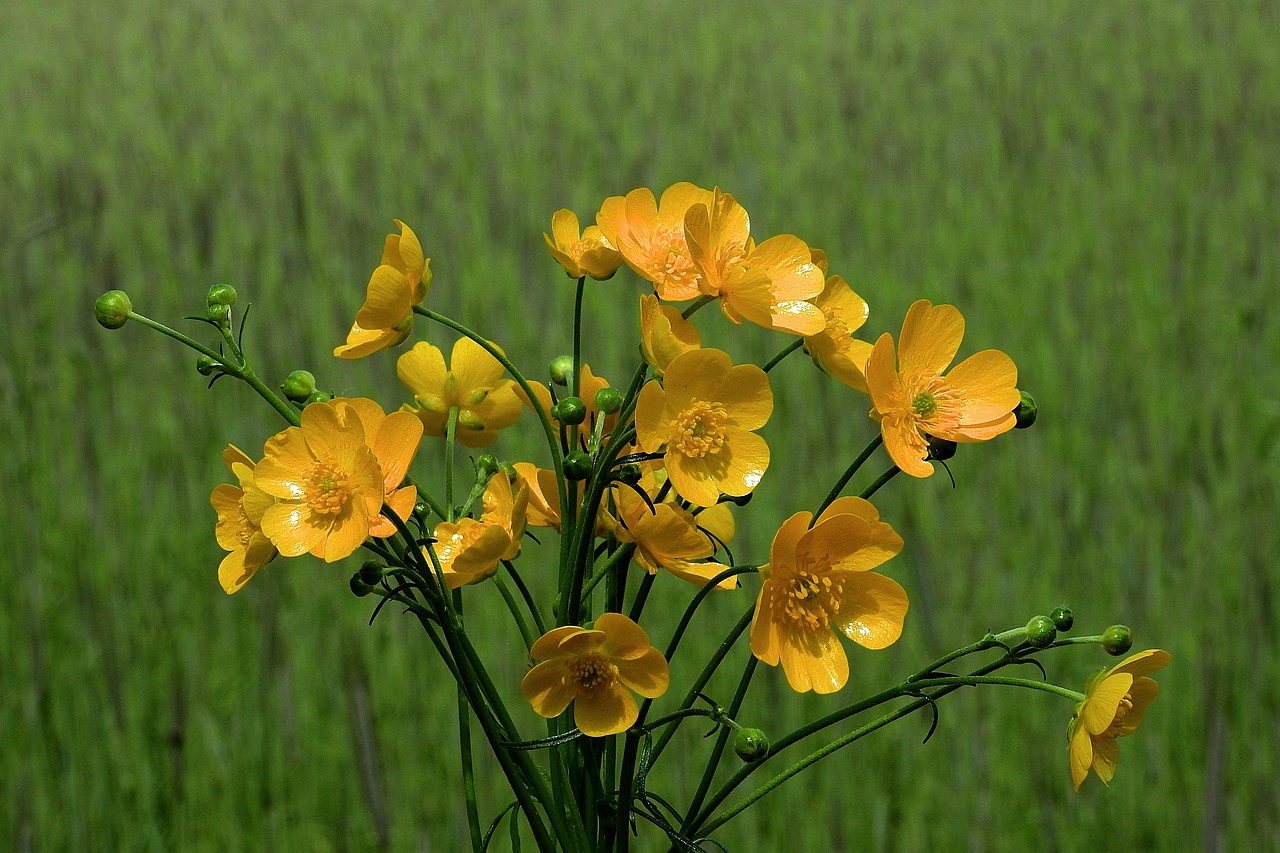 Buttercup Flowers Meadow photo