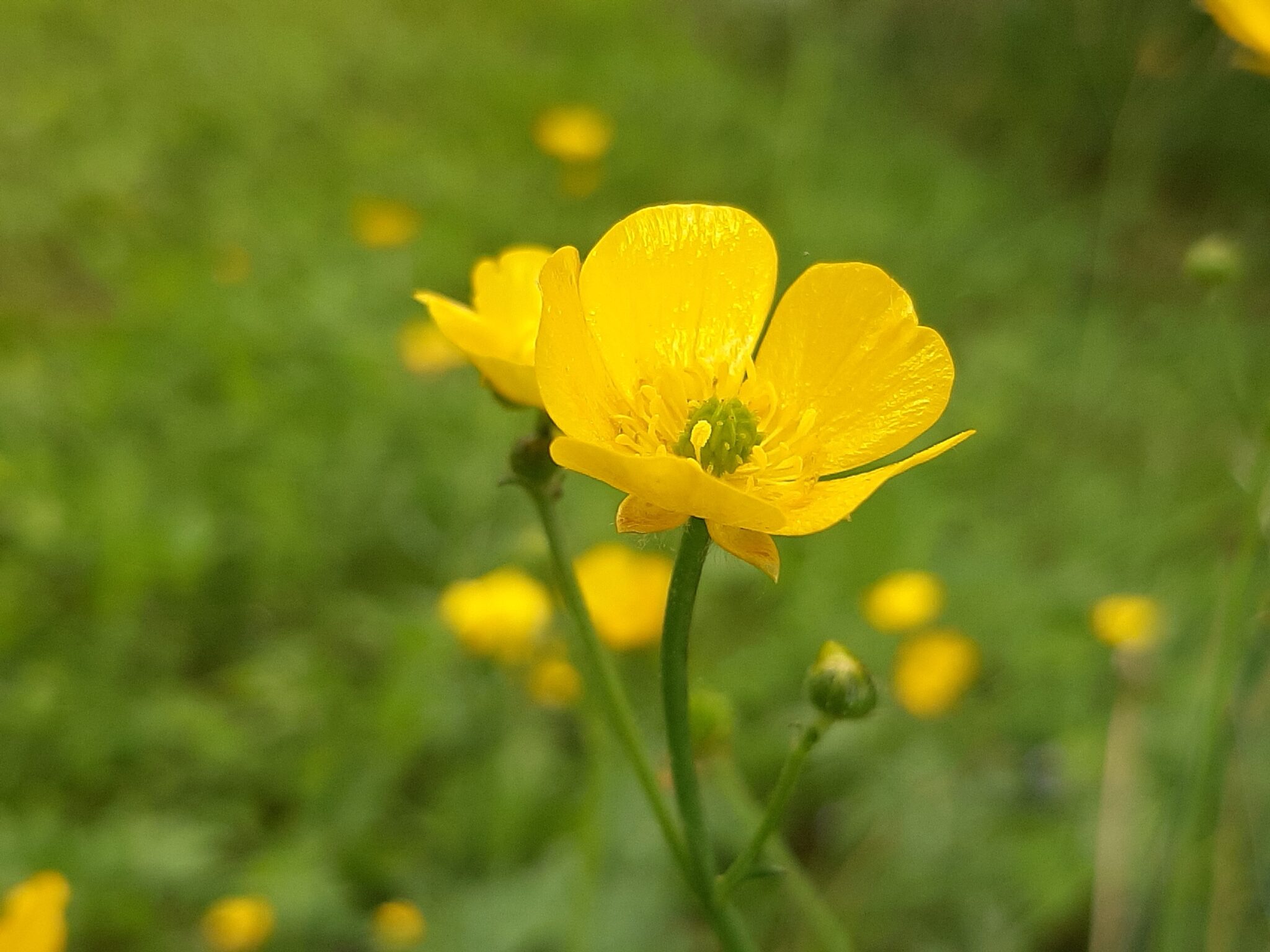 Buttercups, Daisies, Dandelions, Clover
