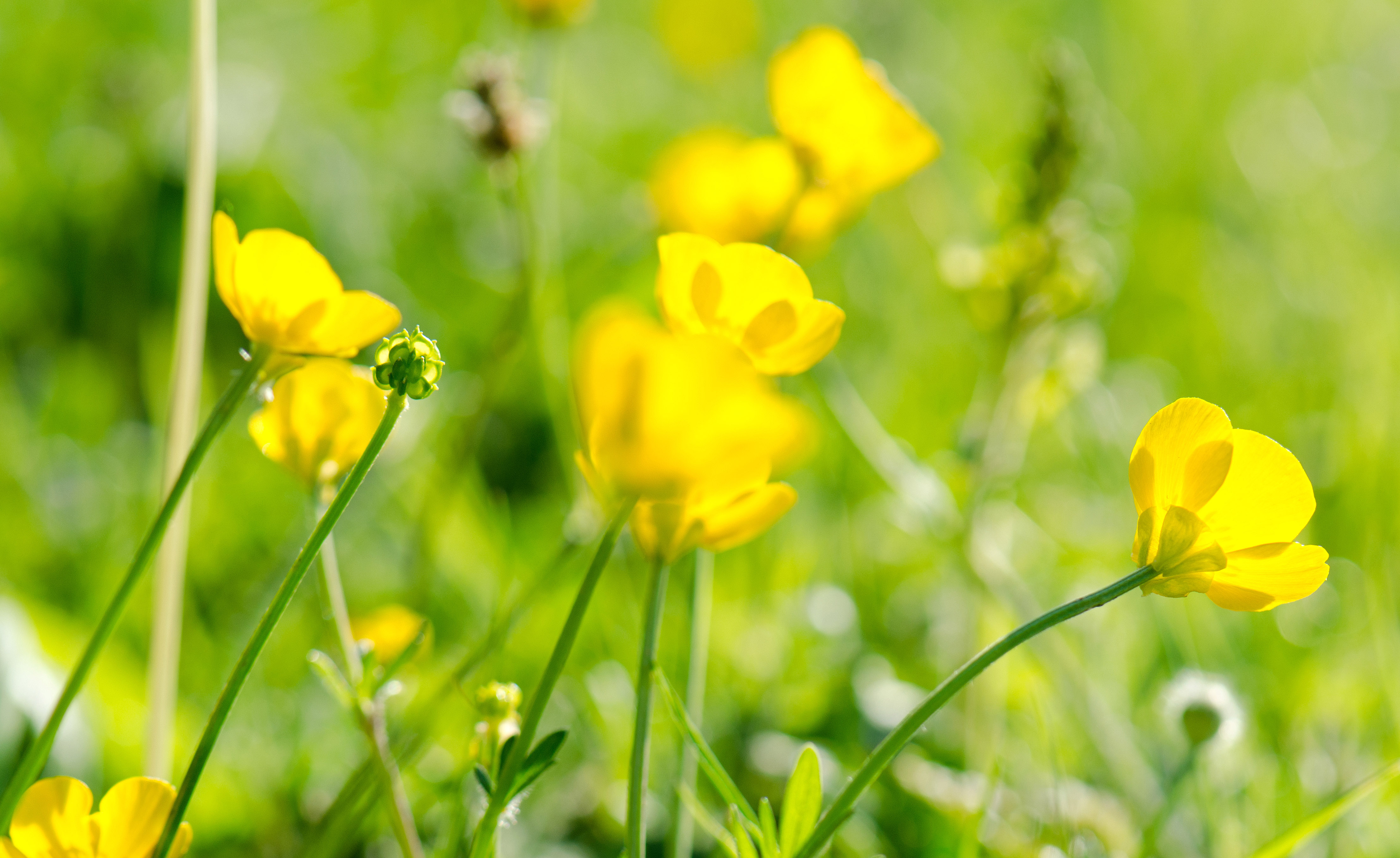 Buttercup bedfellows