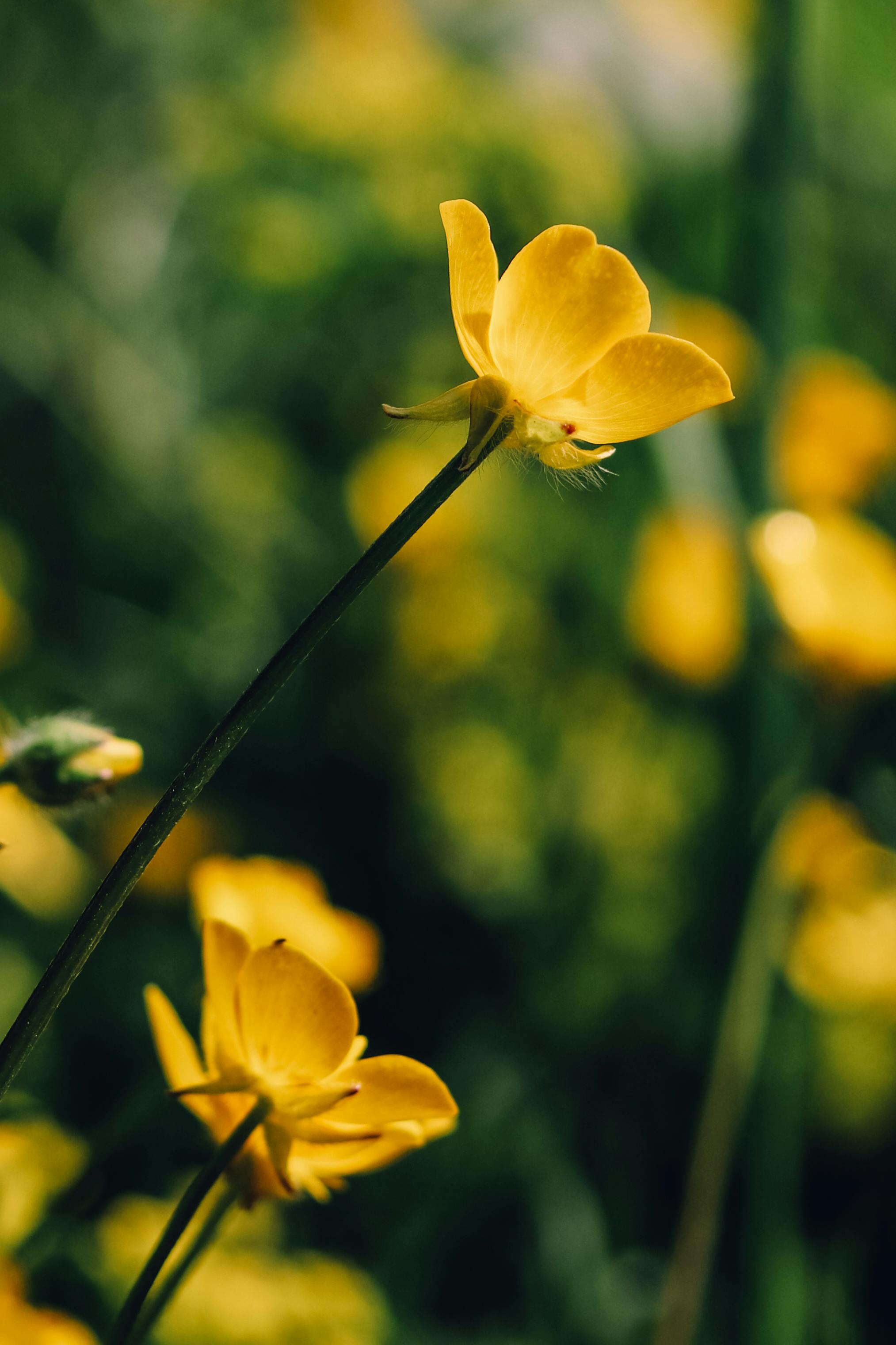 Photo of Creeping Buttercup Flowers