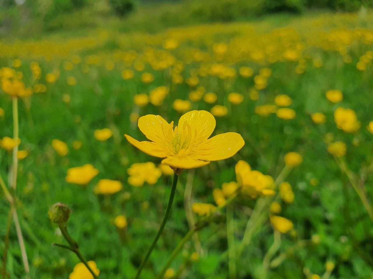 Meadow Buttercup Flower Plant