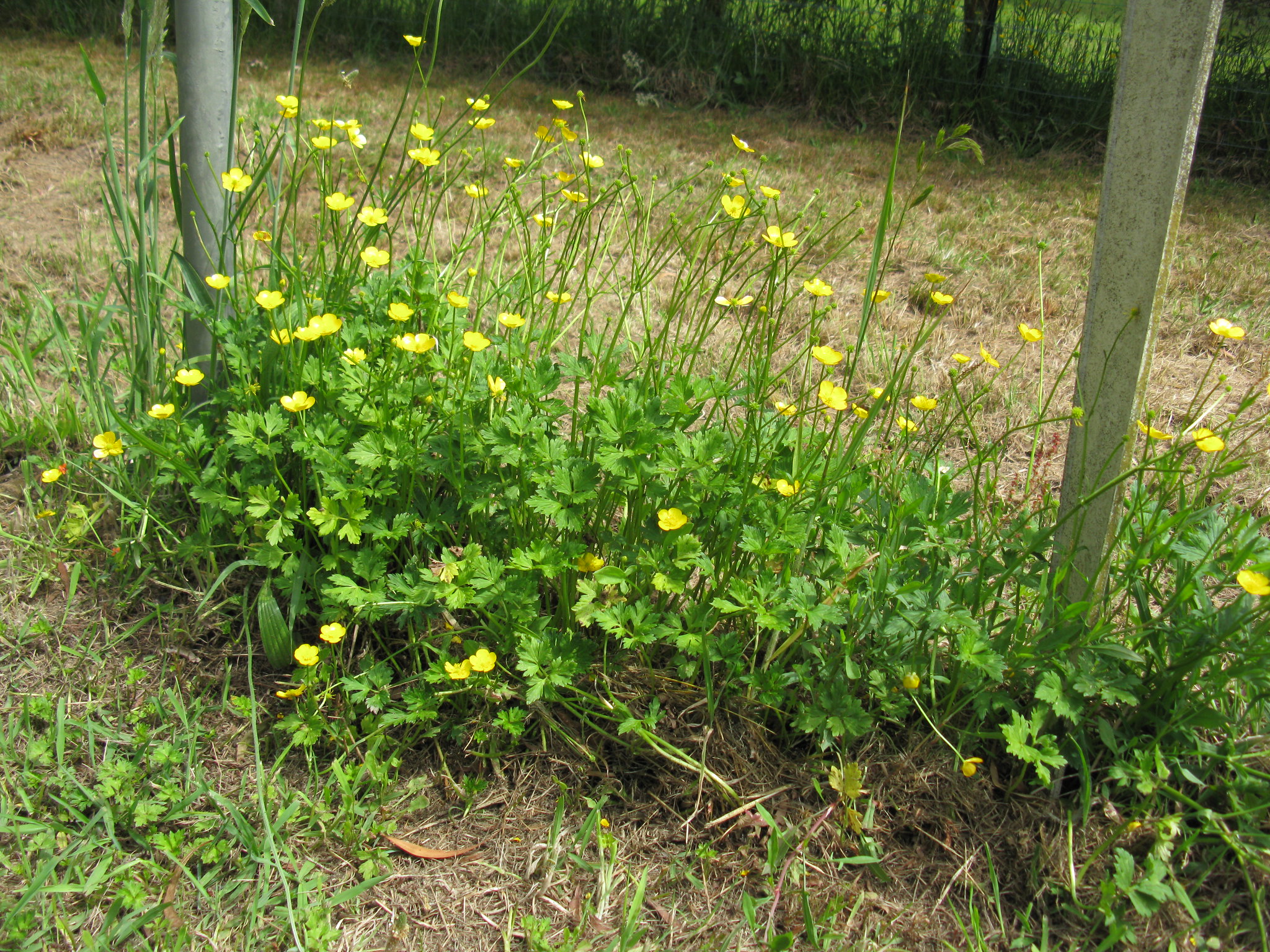 Creeping Buttercup