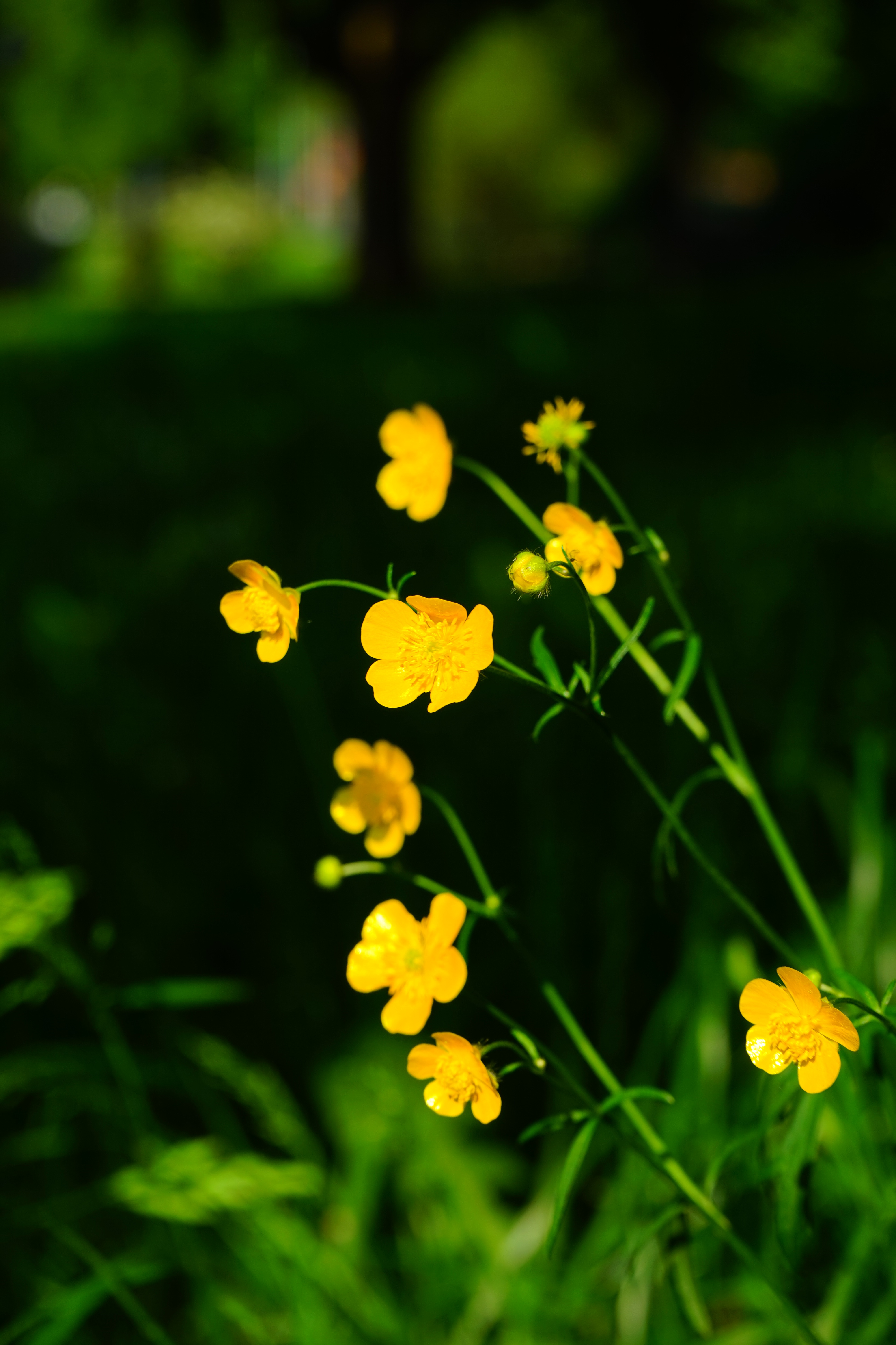 yellow, flora, wildflower, flowers