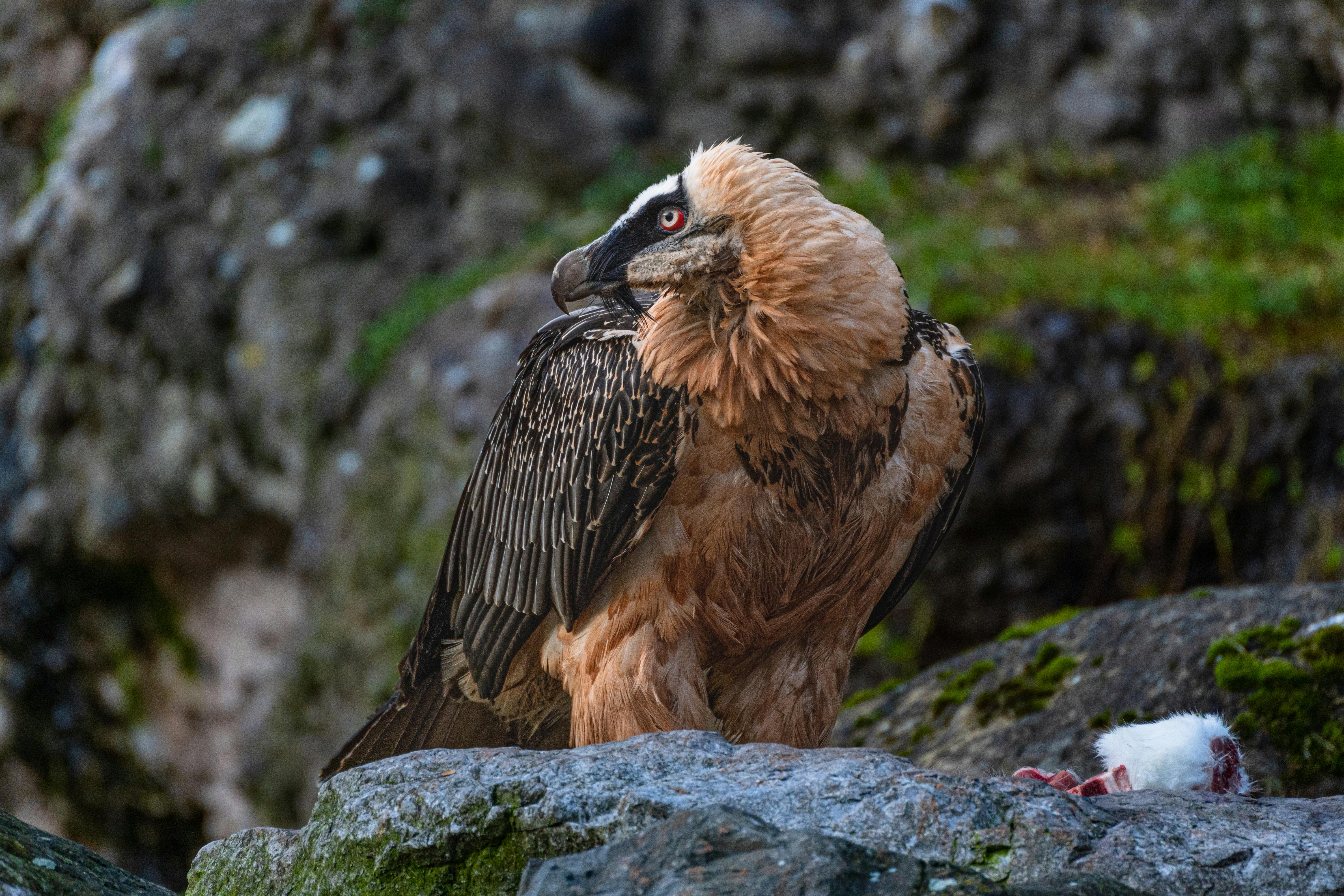 Bearded Vulture Photo, Download