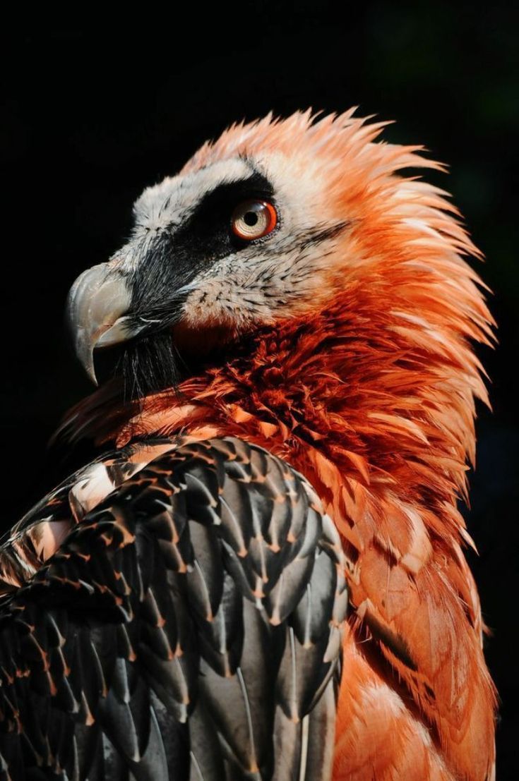 The bearded vulture