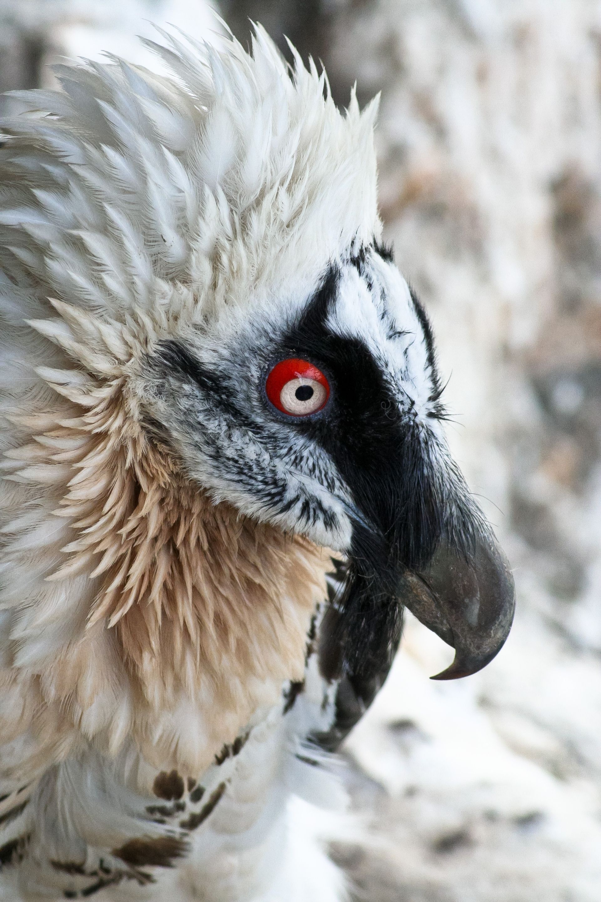 Bearded Vulture Wallpaper