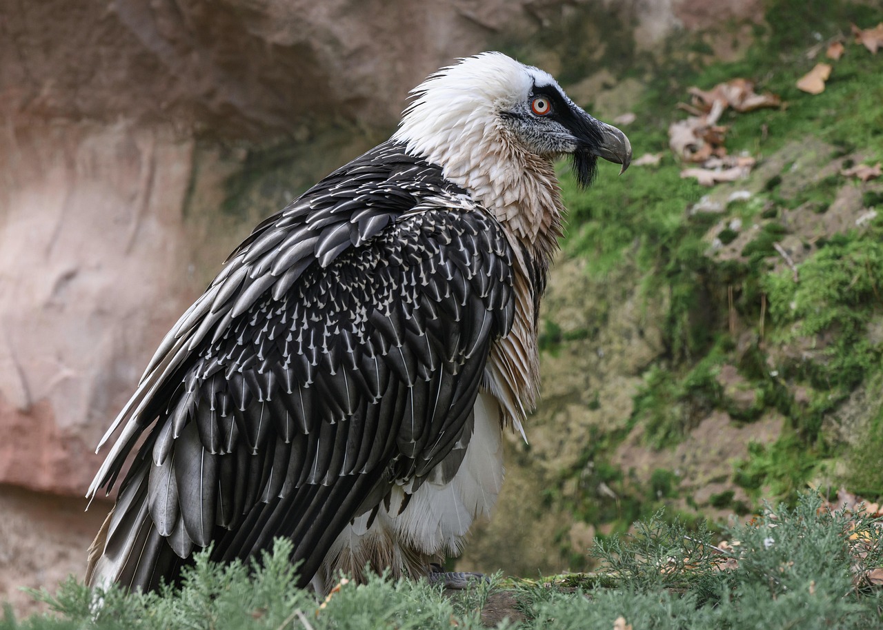 Bearded Vulture & Vulture Image