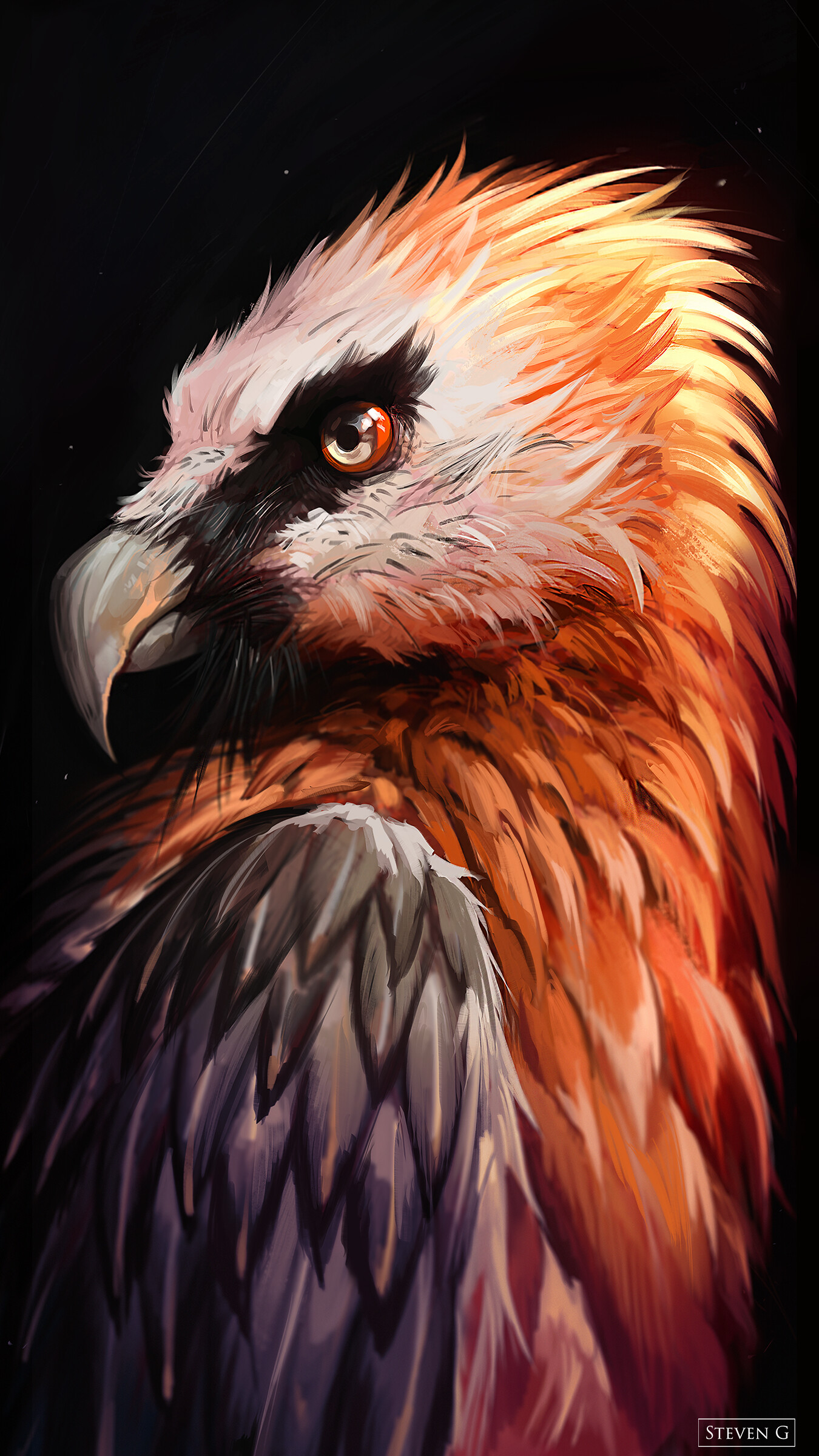 Bearded Vulture Study