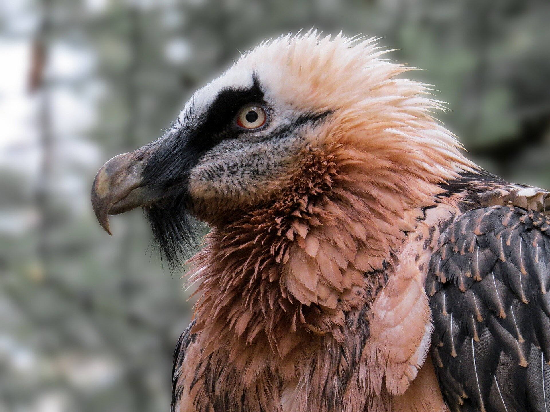 What is a Bearded Vulture? 'Unique