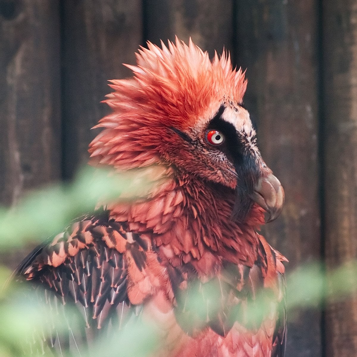 Red Bearded Vulture