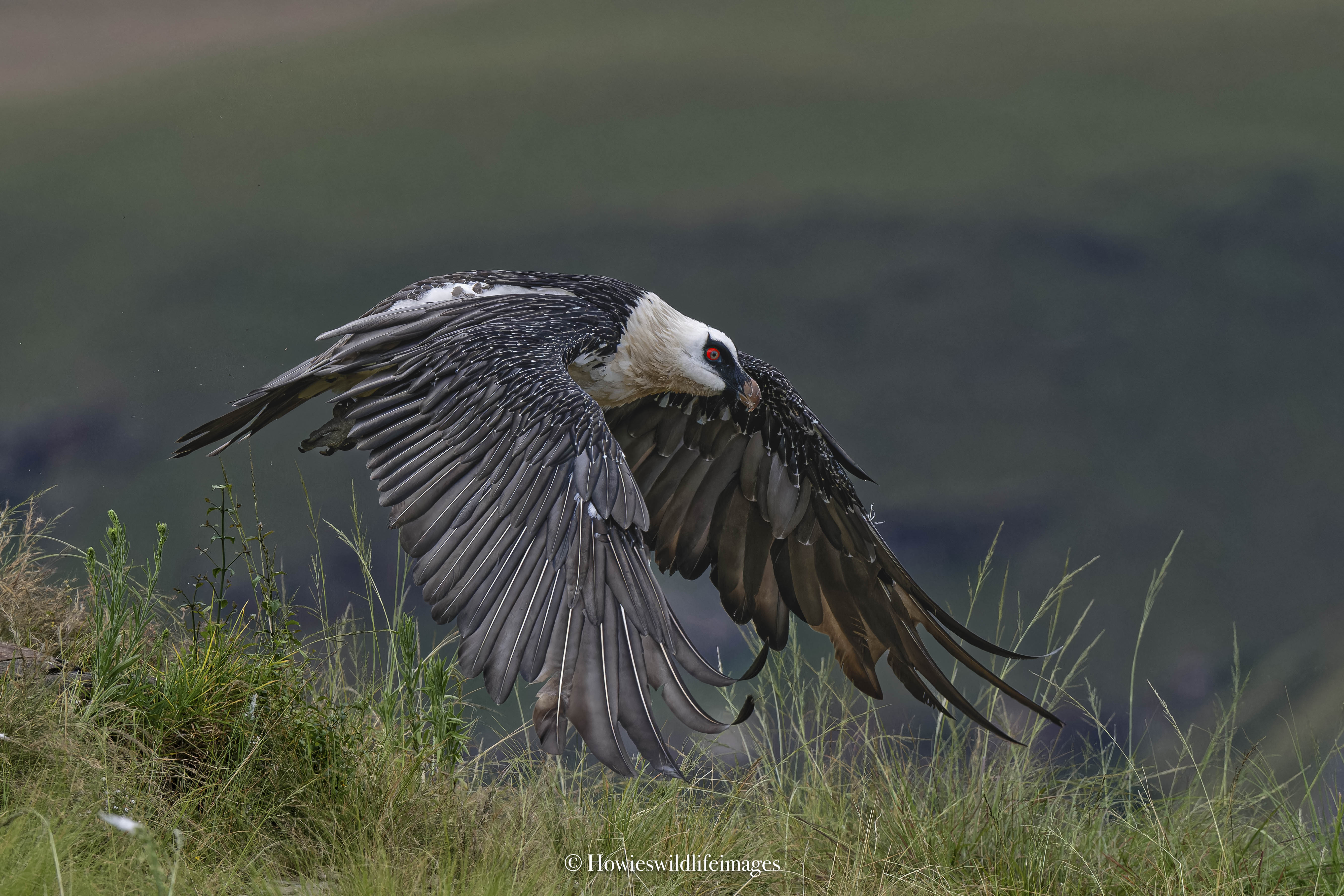 Bearded vulture hide