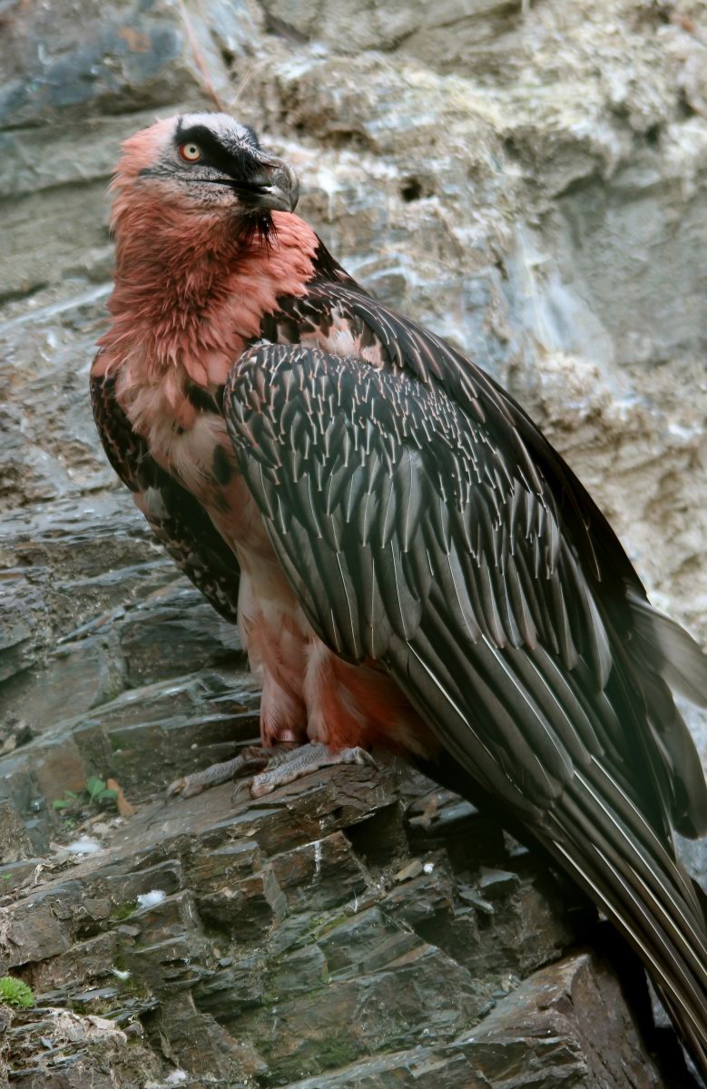 Gypaetus barbatus Bearded Vulture
