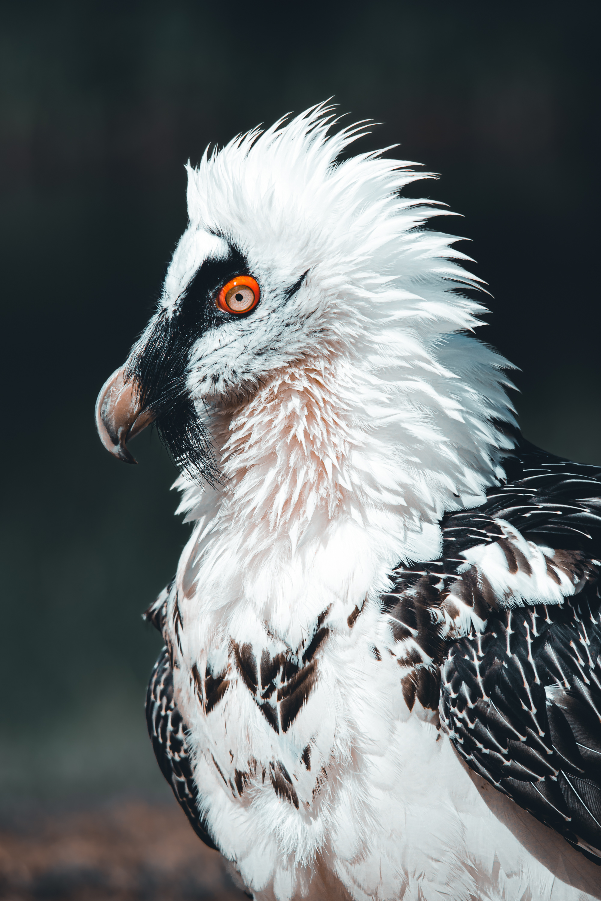 The Bearded Vulture