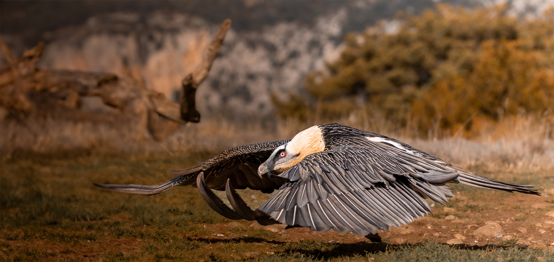 Bearded Vultures and Beyond: Where to