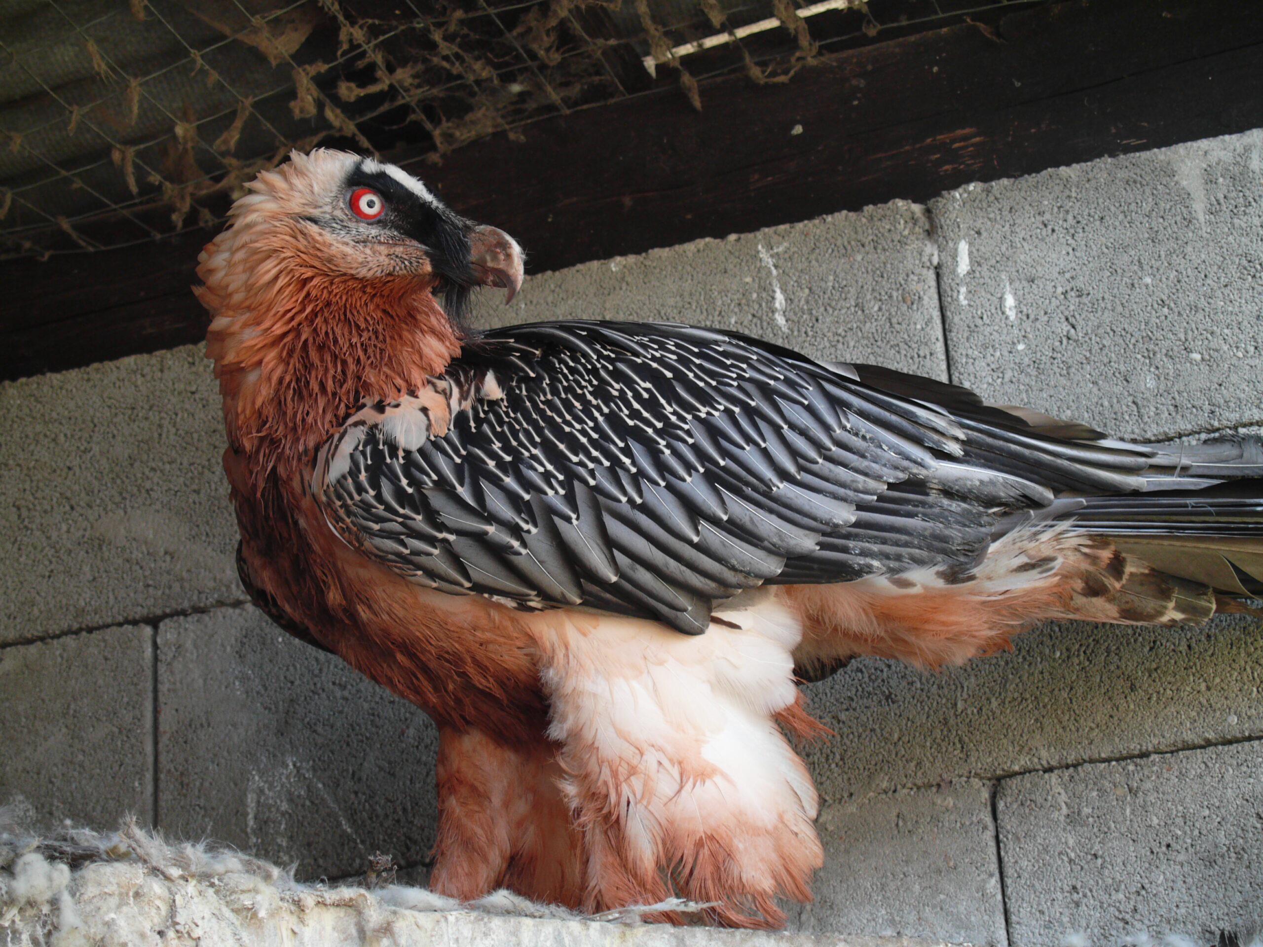 Discovered the Bearded vulture, r