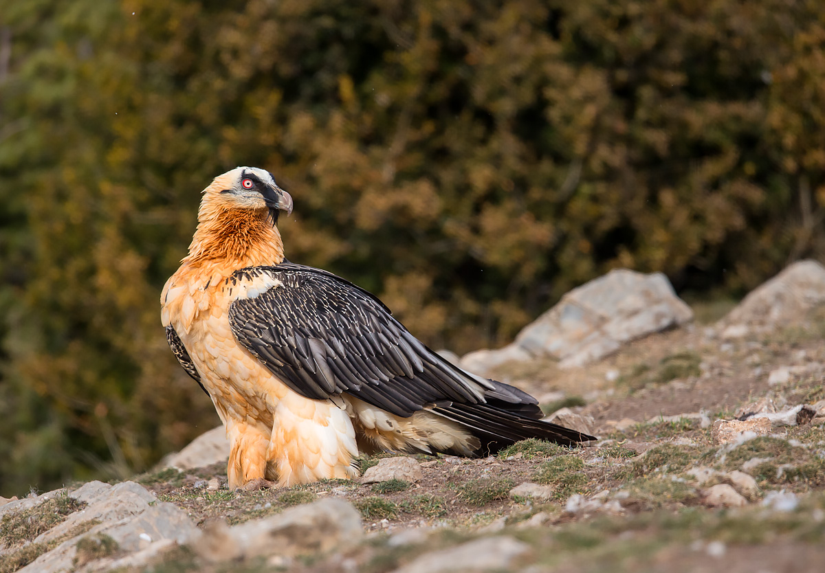 Photographing Bearded Vulture