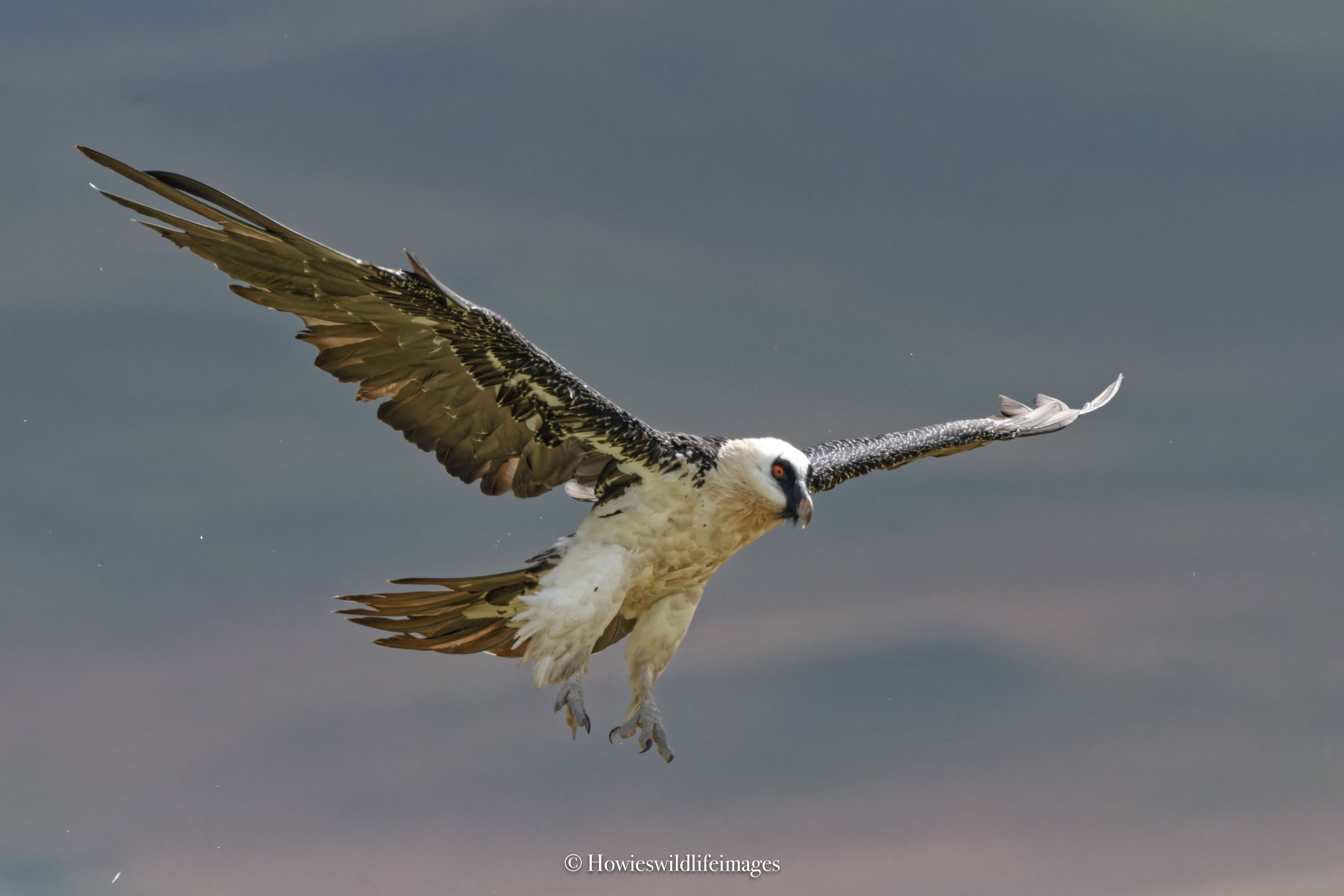 Bearded vulture hide