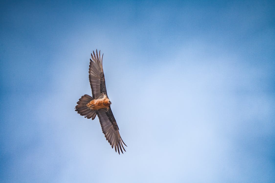 Photo of a Flying Bearded Vulture