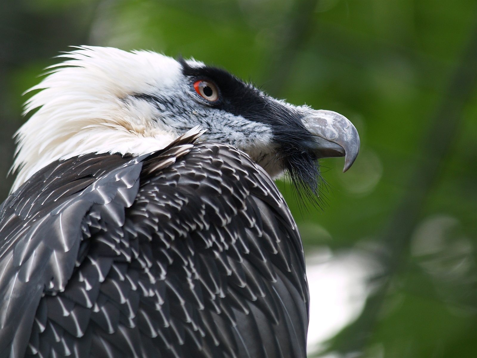 Bearded Vulture Gypaetus barbatus
