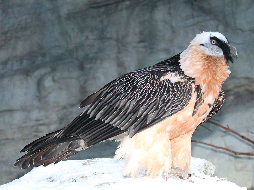 Bearded Vulture Gypaetus barbat