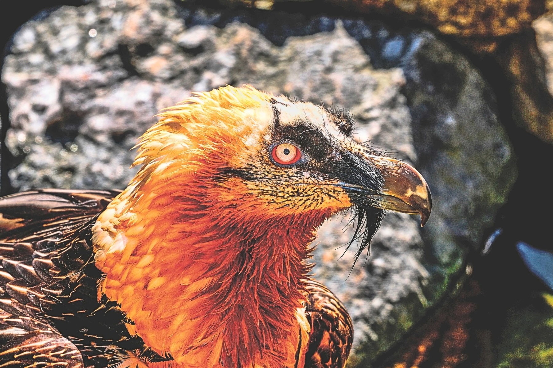 Meet The Skeleton Eating Bird That Dyes