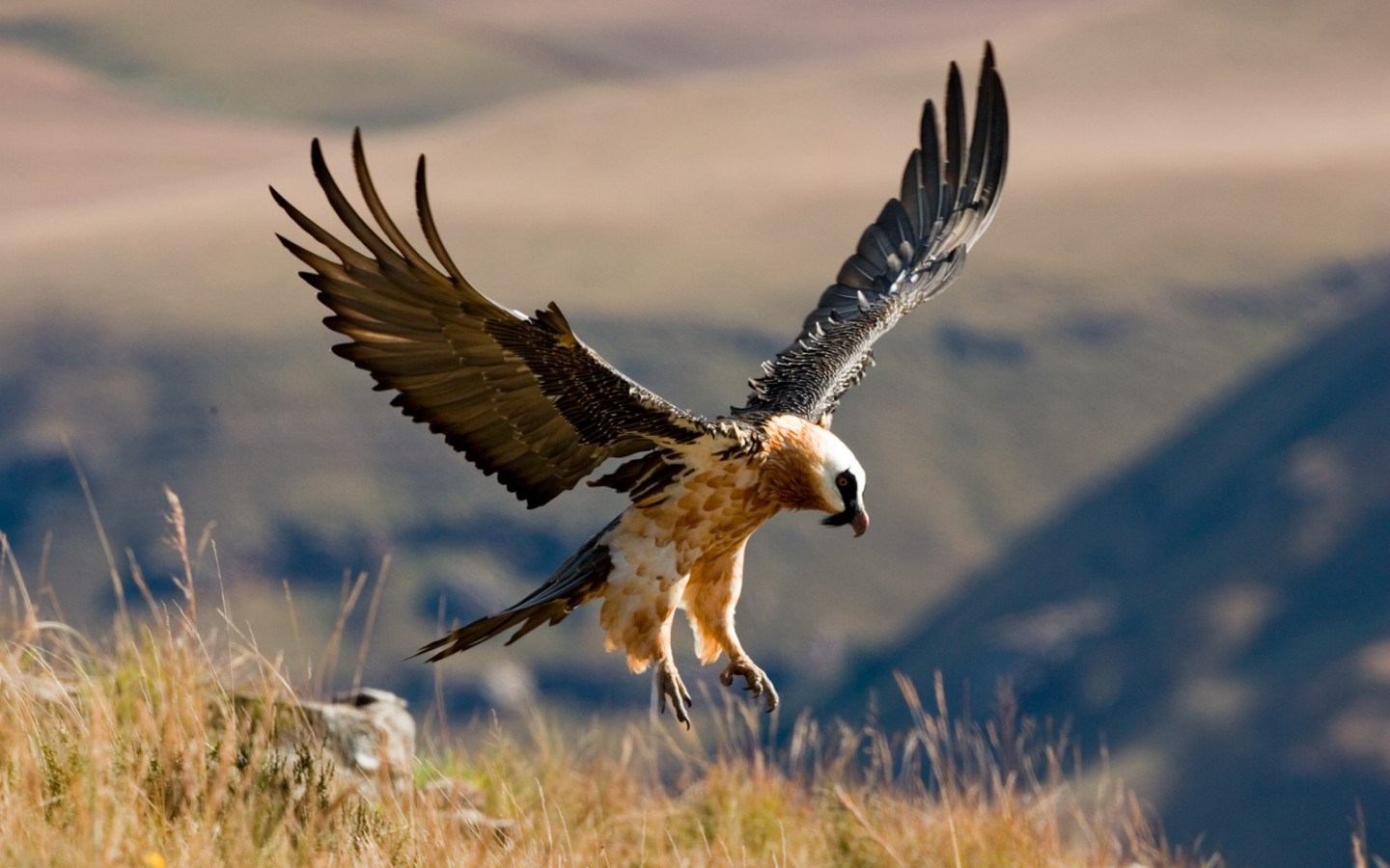 Bearded Vulture