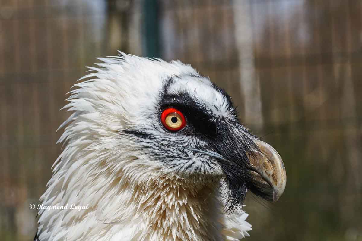 Bird Facts on the Bearded Vulture