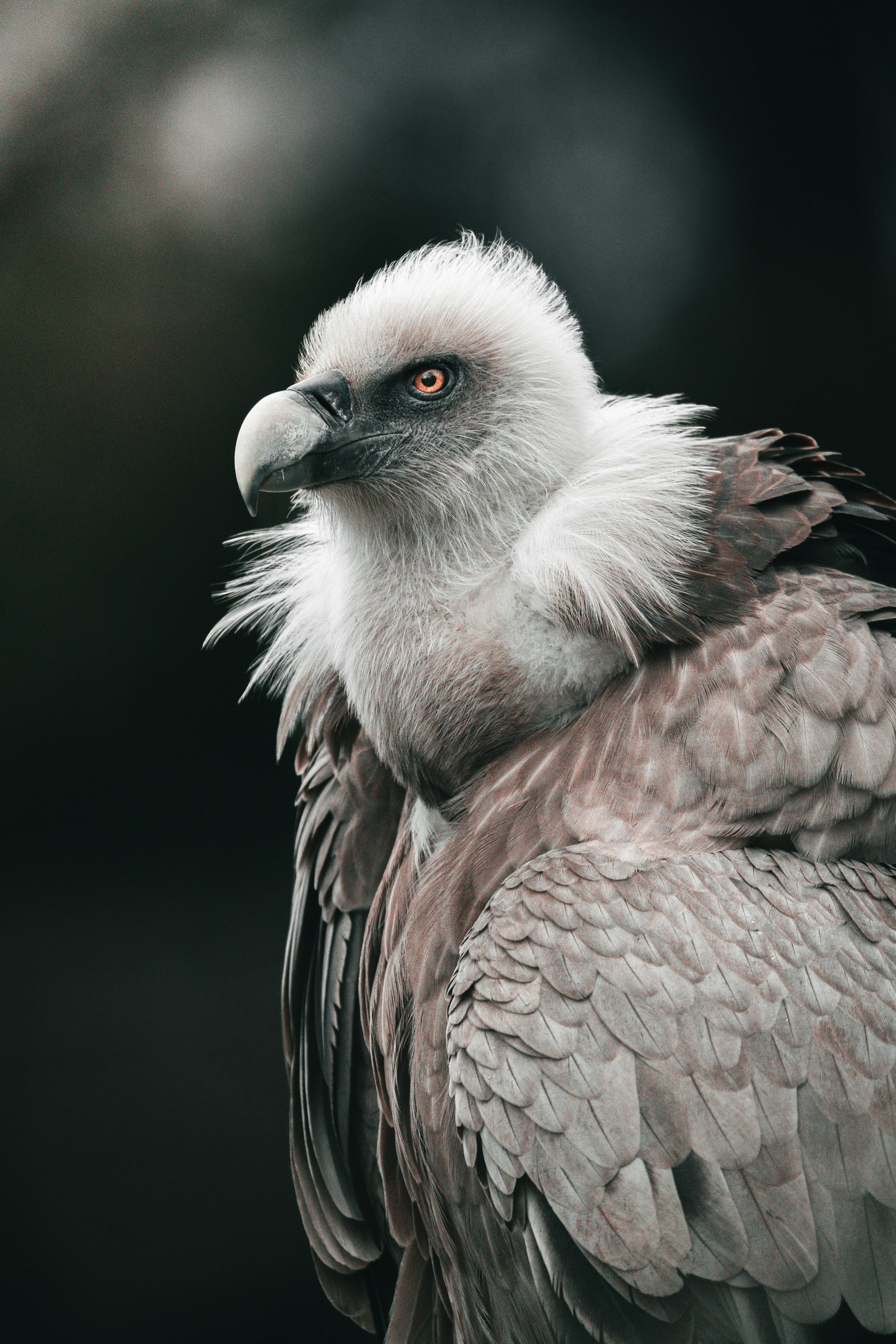 Portrait of Vulture · Free