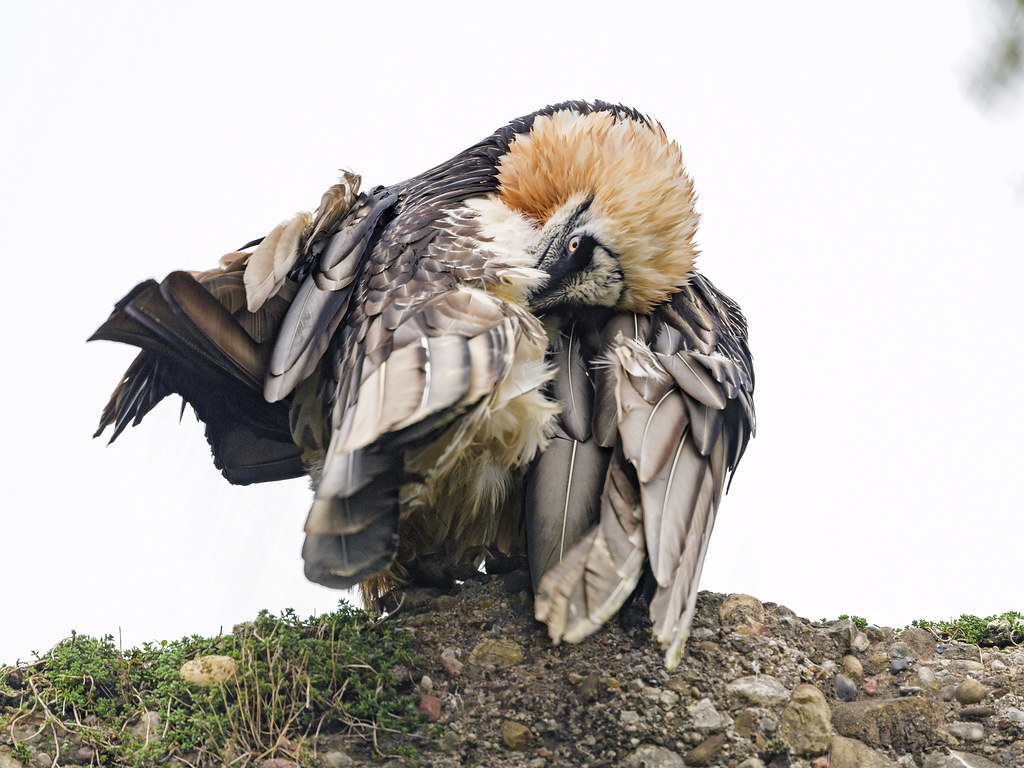 Bearded vulture grooming