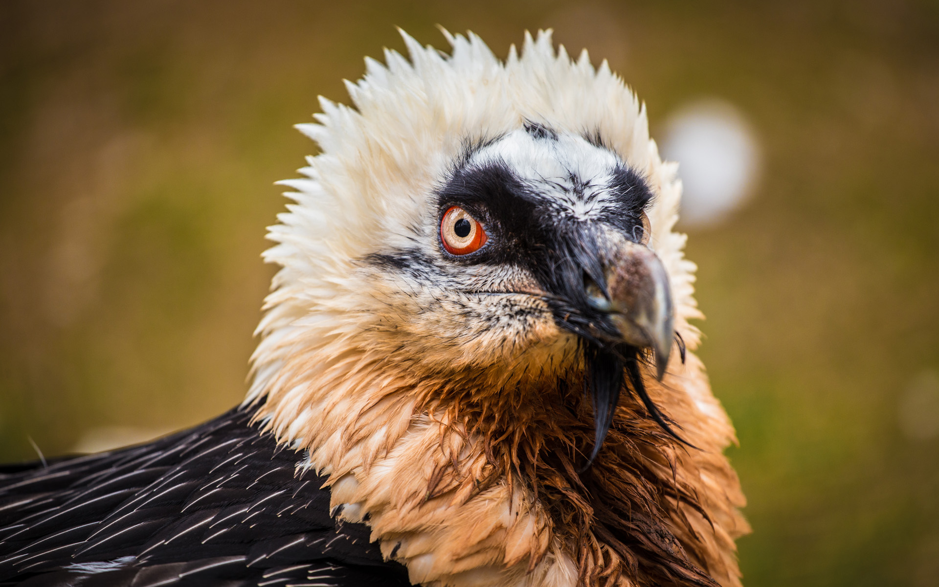 Bearded Vultures and Beyond: Where to
