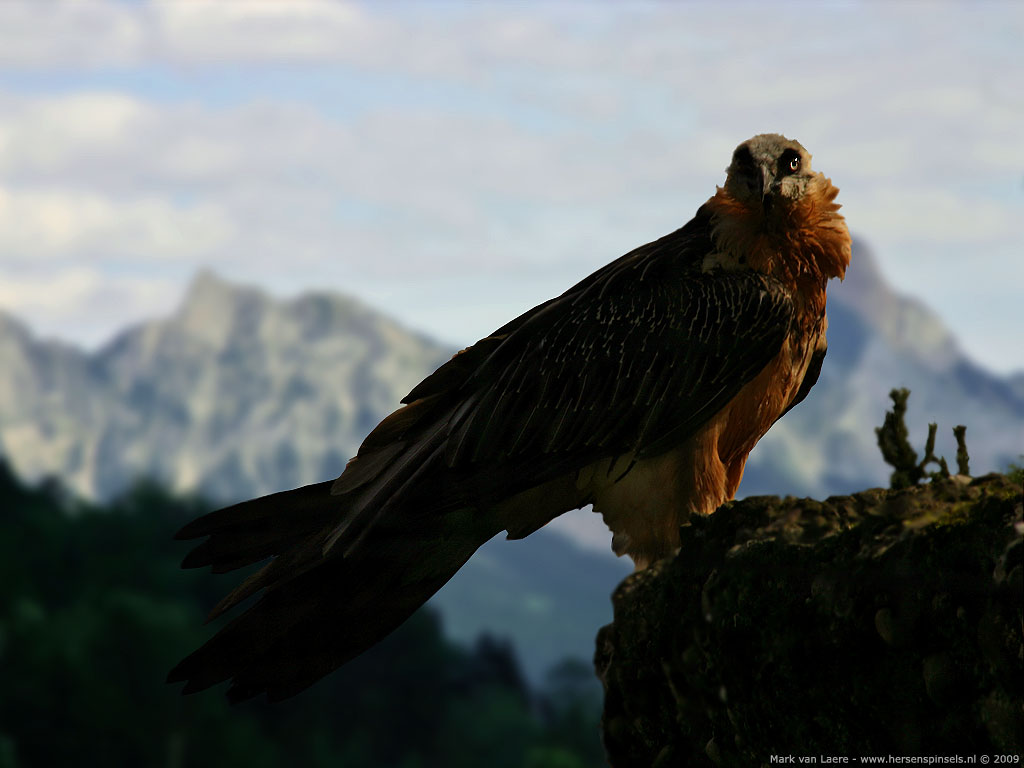 Bearded Vulture Gypaetus barbatus