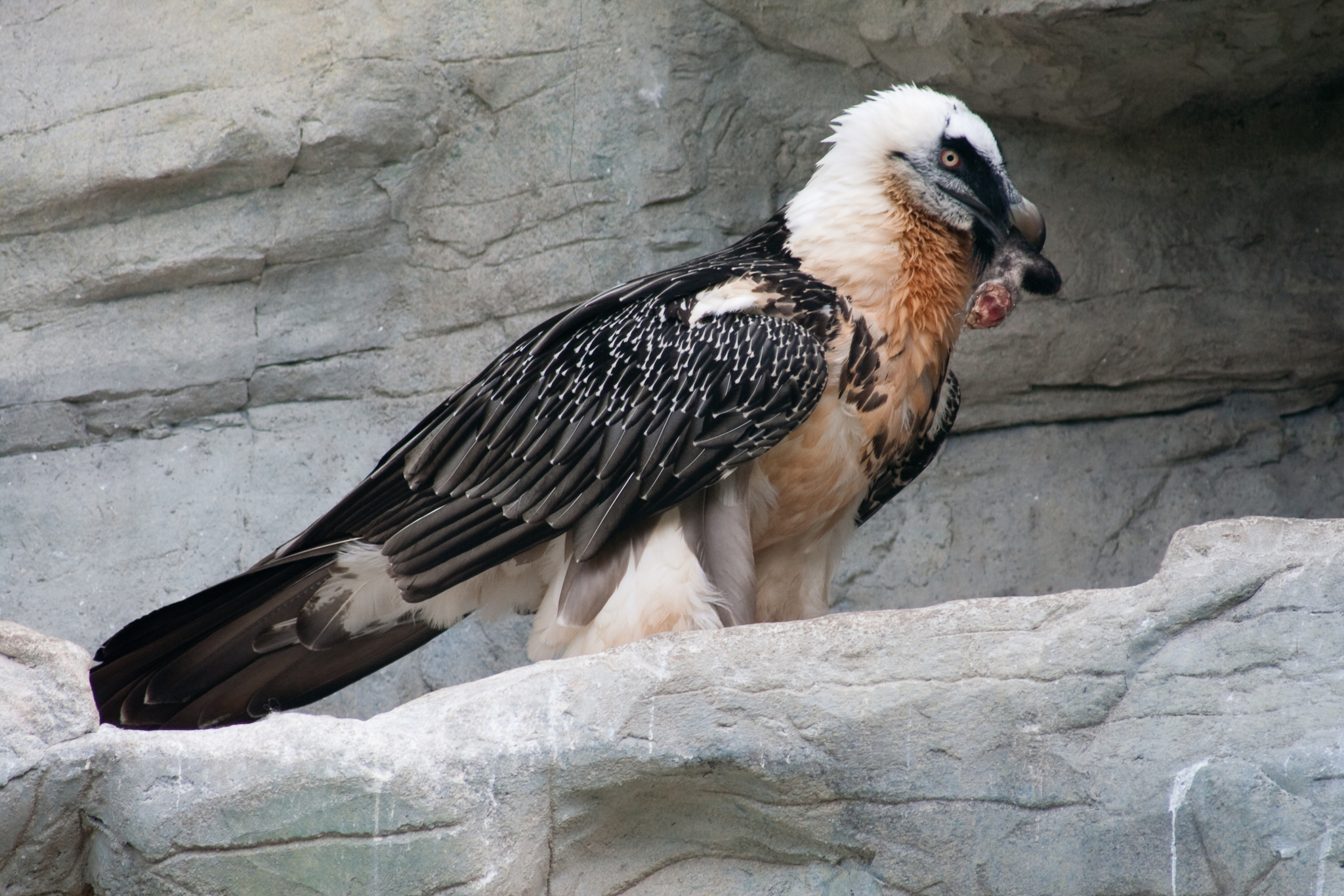 Photos of Bearded Vulture Gypaetus