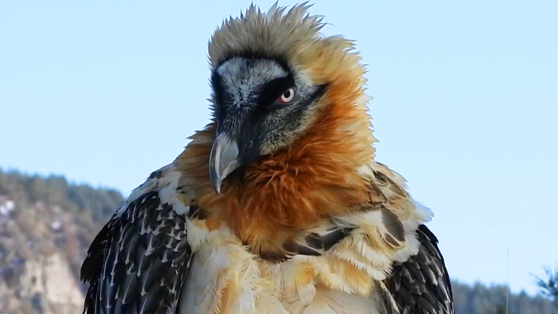 Rare Bearded Vulture Nursed Back to