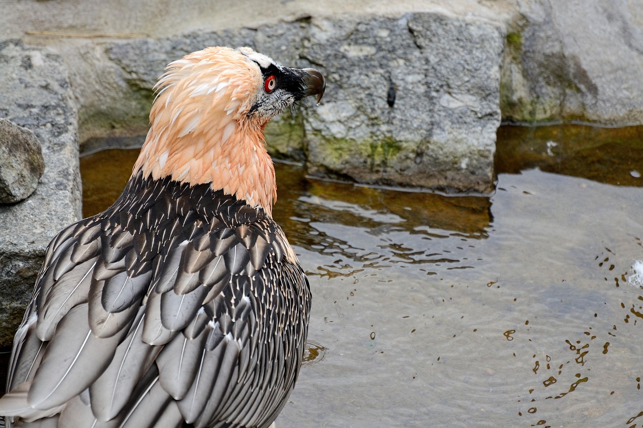 Lammergeier & Bearded Vulture Image