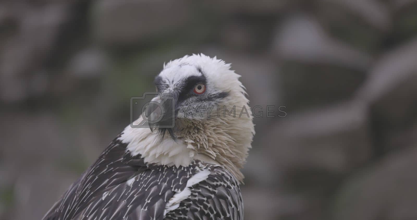 Bearded Vulture, Gypaetus barbatus