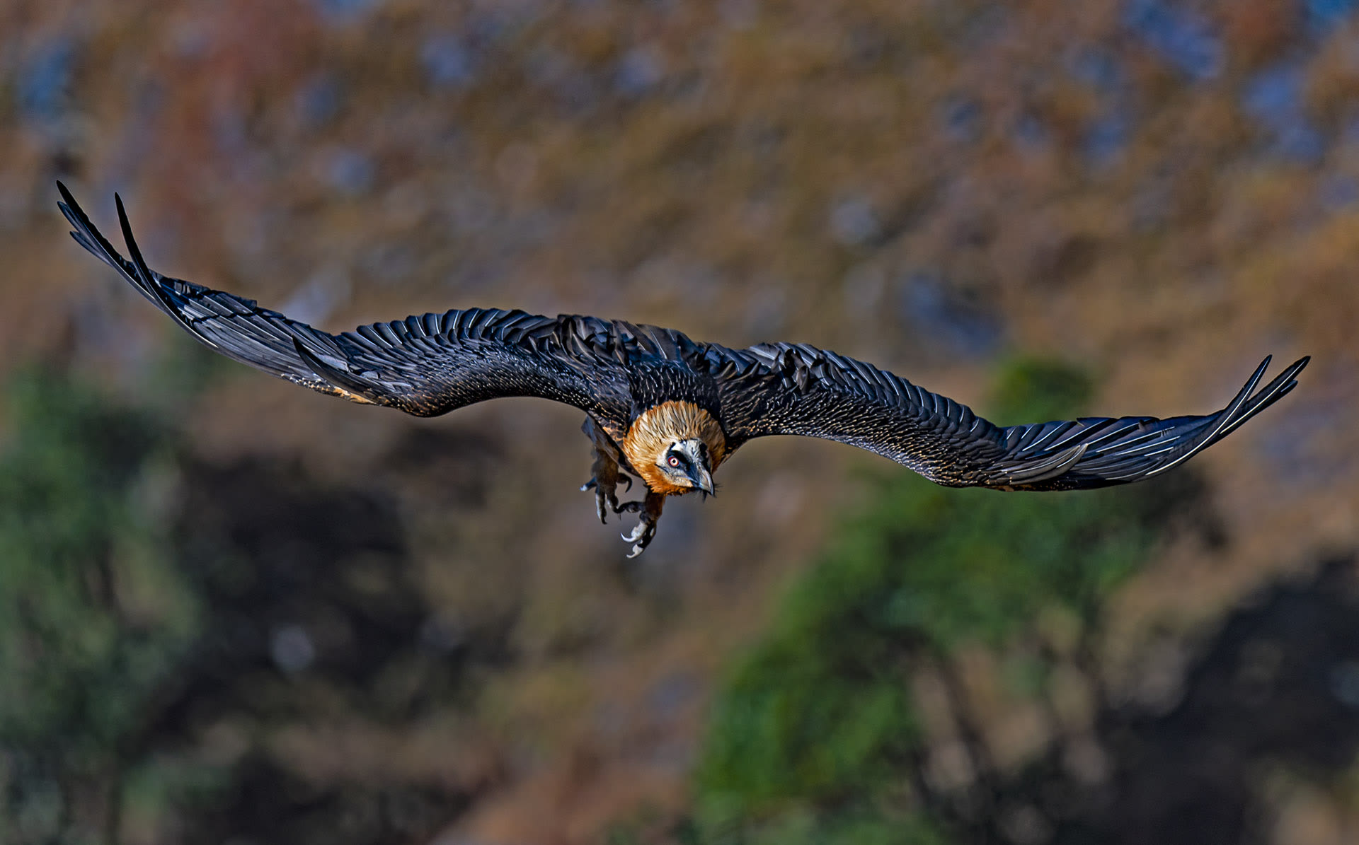 Watching Vultures Around Munsiyari