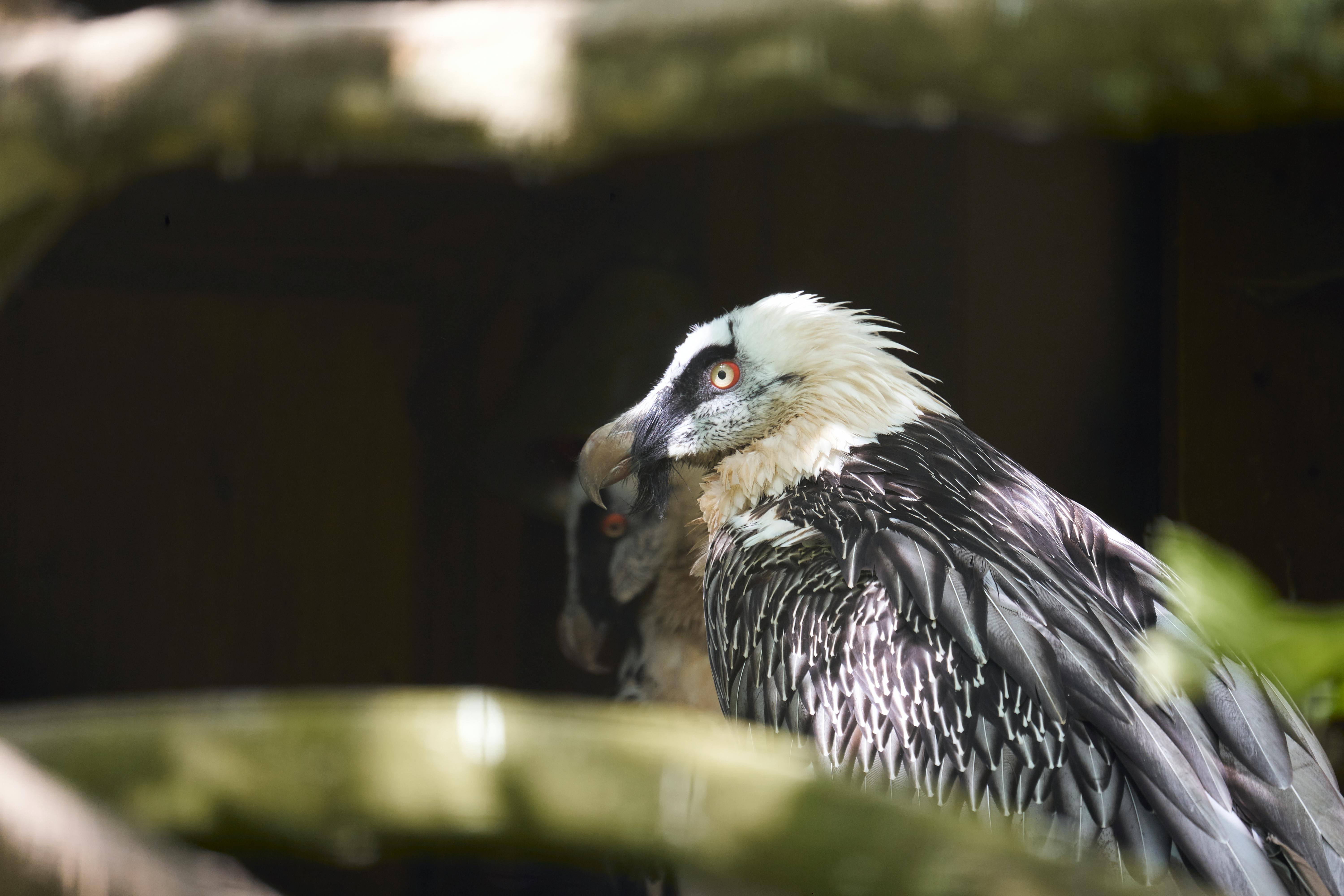 Bearded Vulture Photo, Download