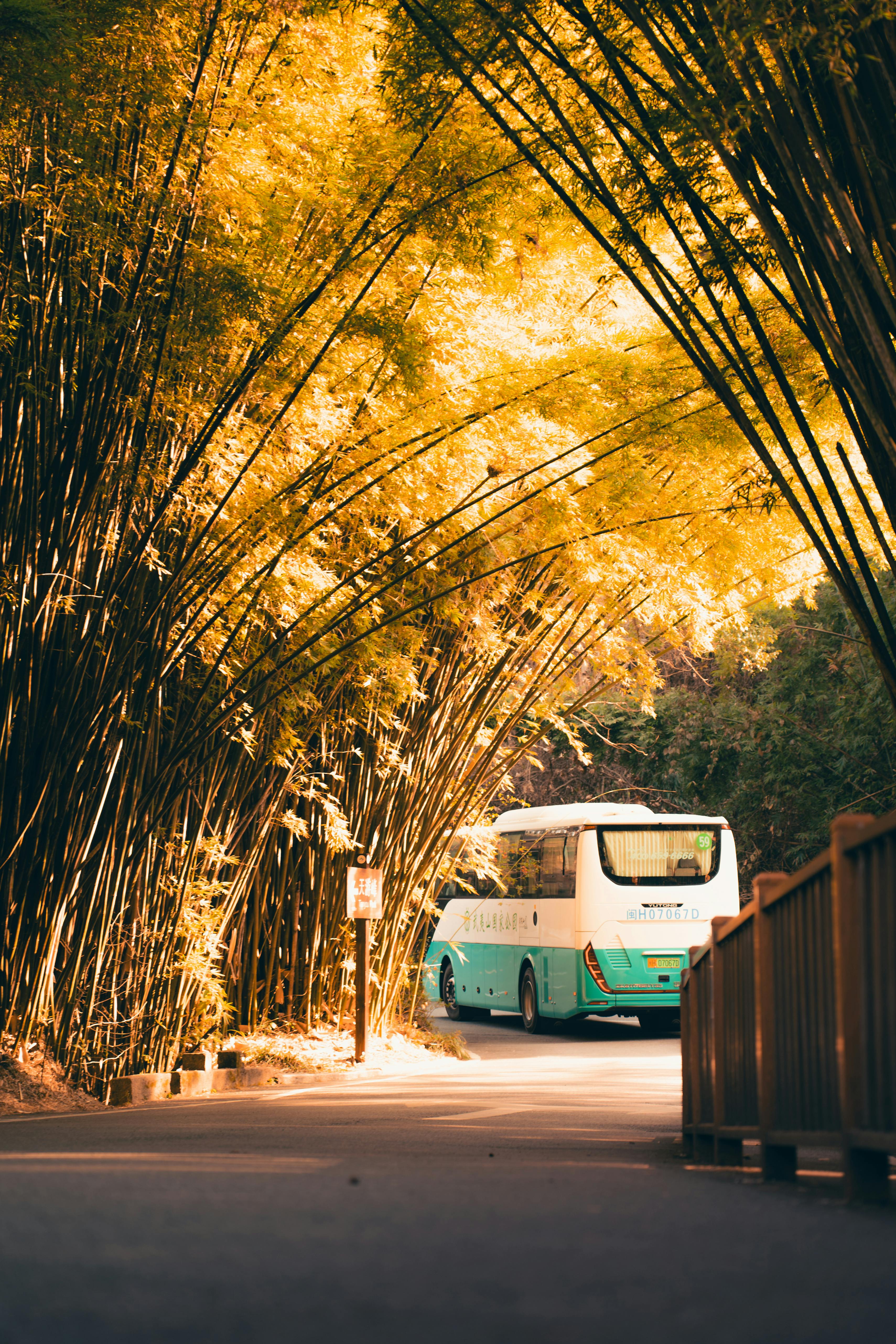 Scenic Bamboo Tunnel Drive in Fuzhou