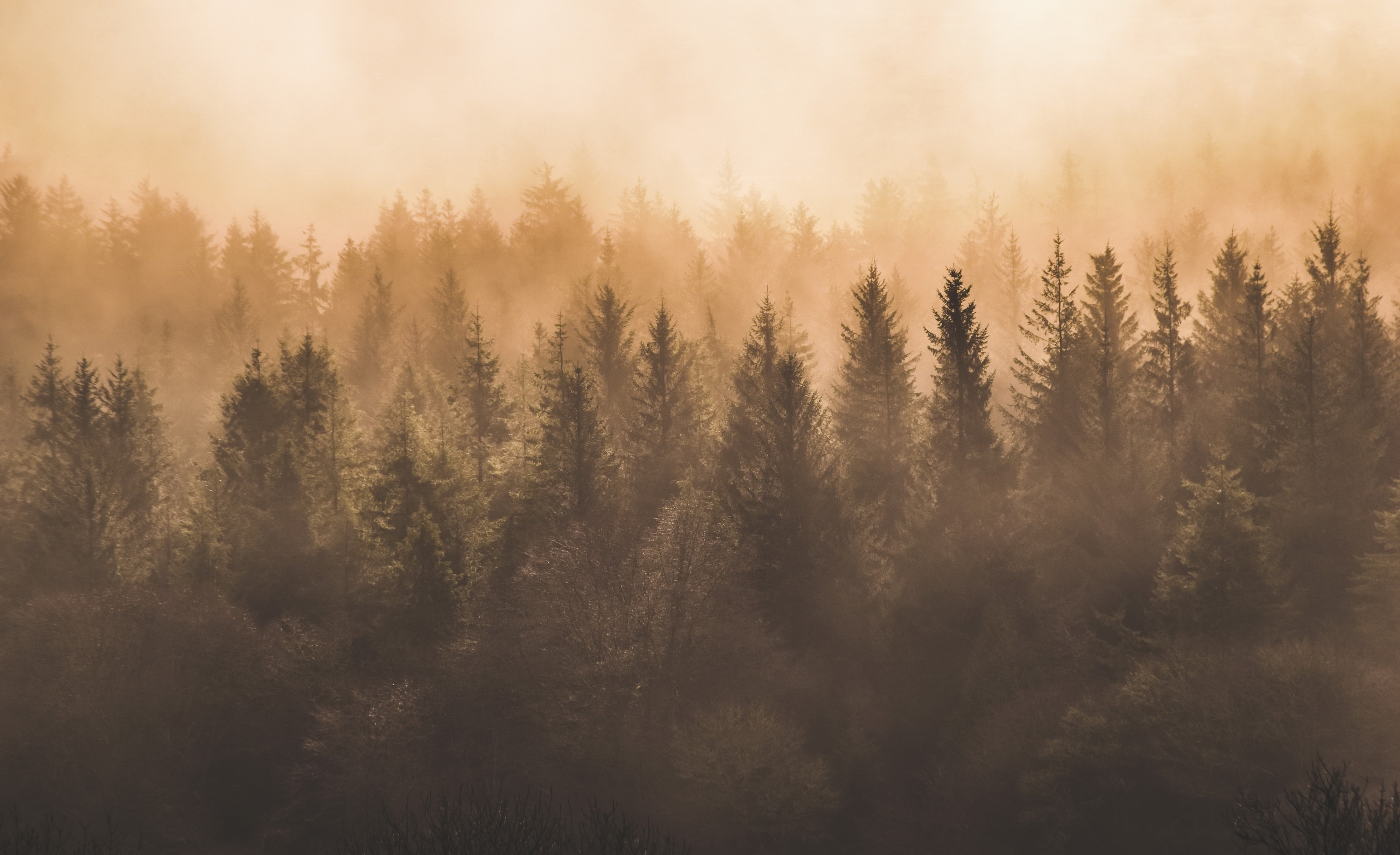 Fog Tree Nature Forest HD Wallpaper