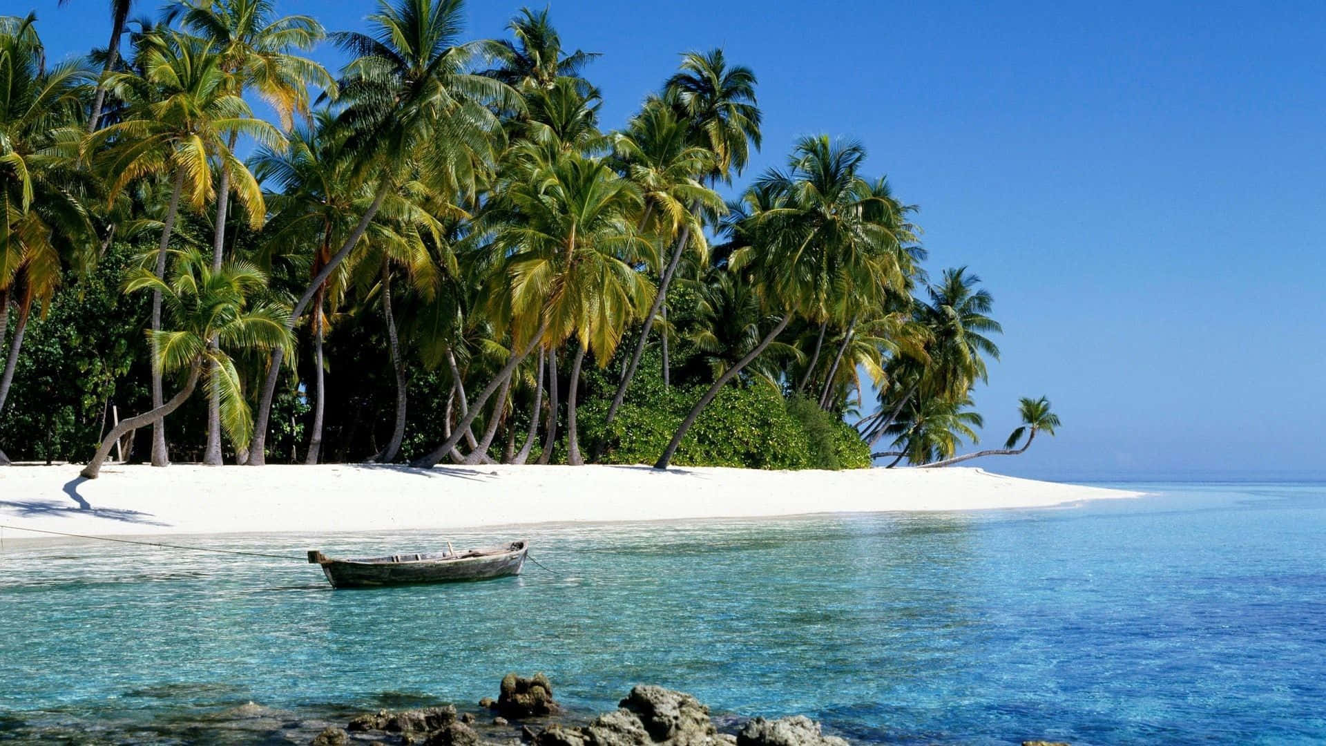 Tropical Aesthetic Wallpaper
