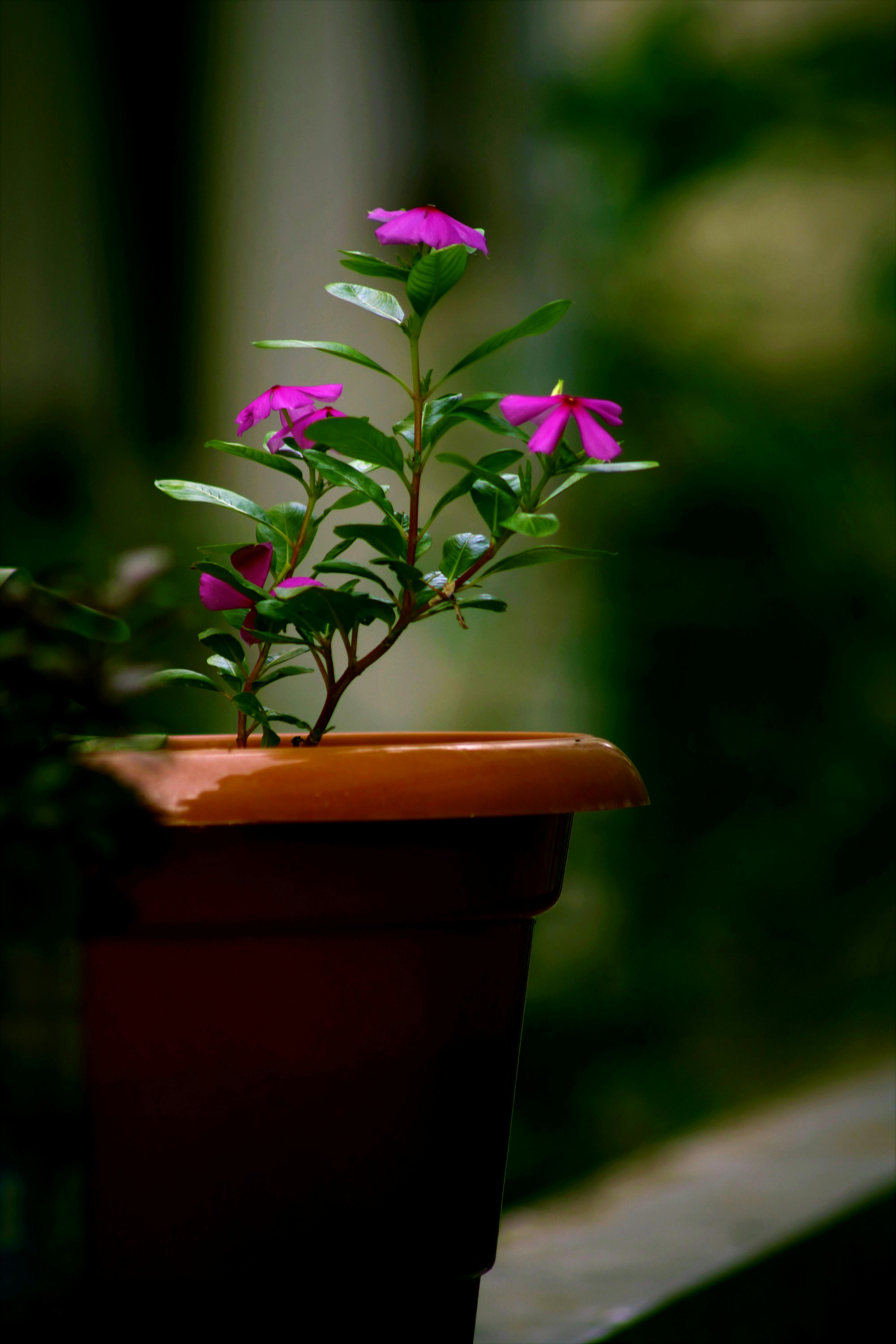 Pink Flower Plant With Brown Pot